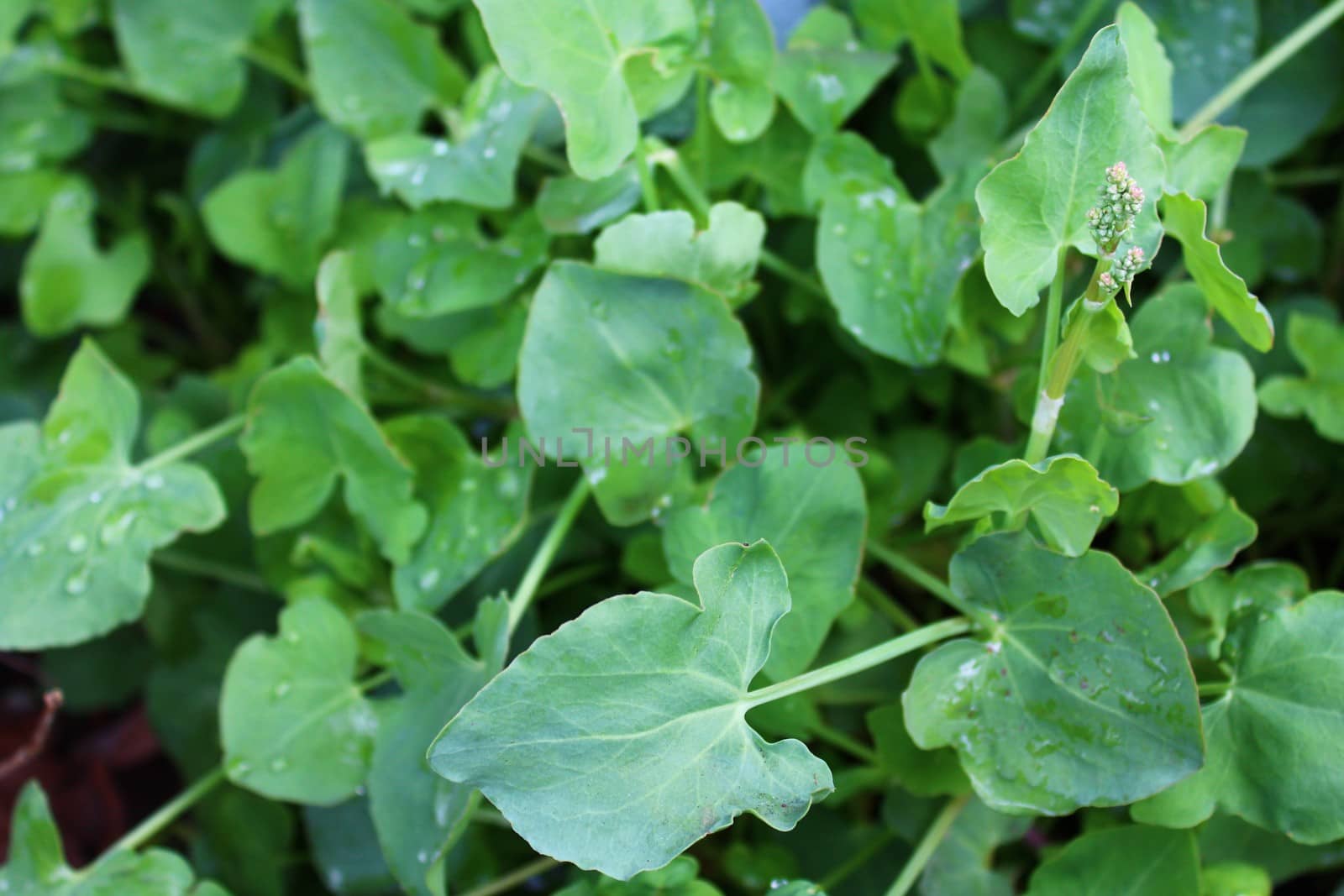 The picture shows french sorrel in the garden
