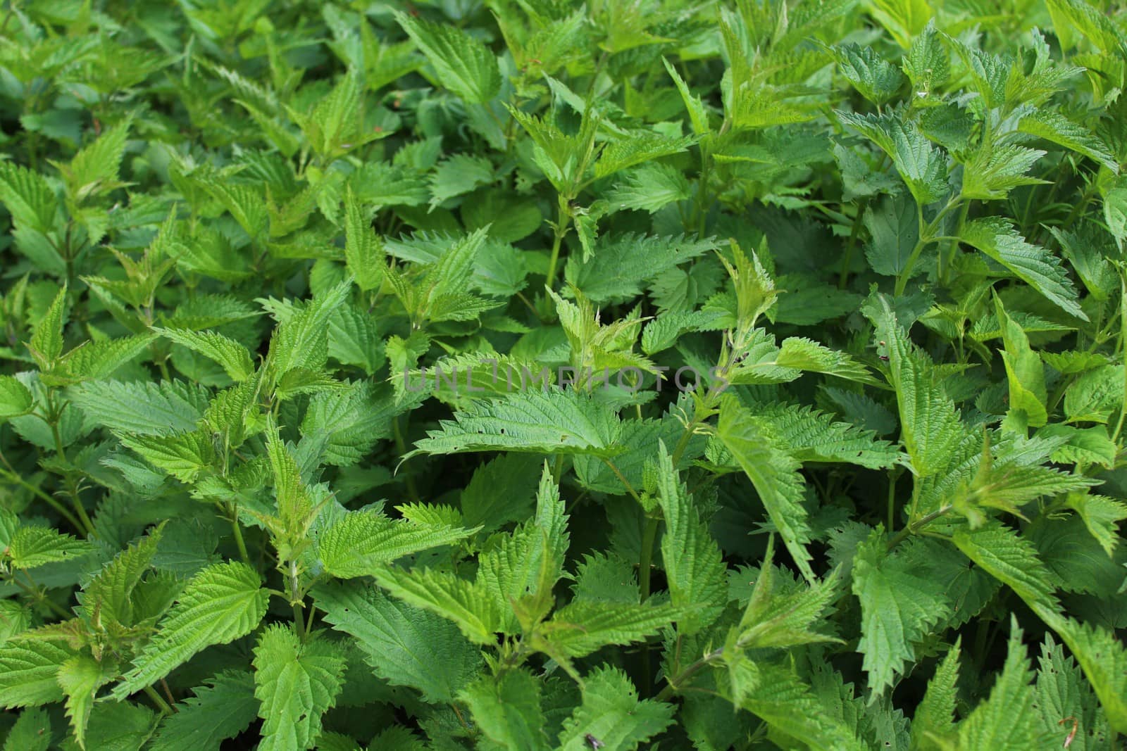 The picture shows many stinging nettles
