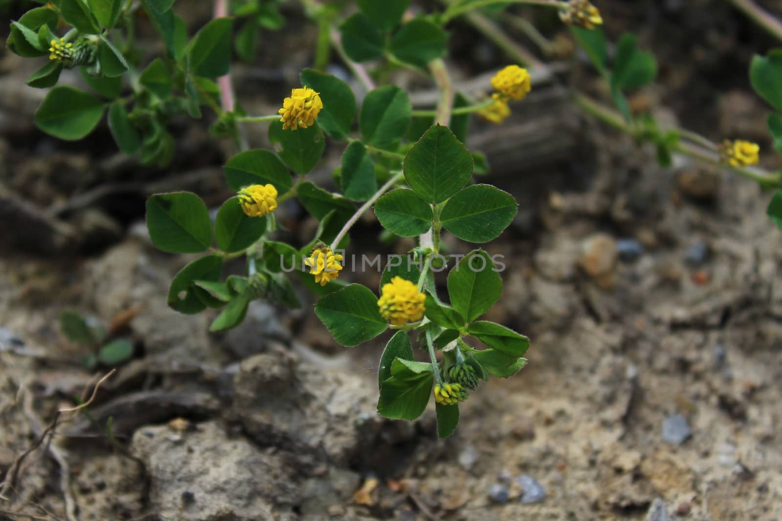 The picture shows suckling clover in the forest