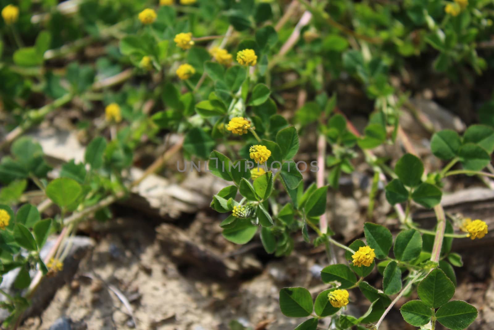 The picture shows suckling clover in the forest