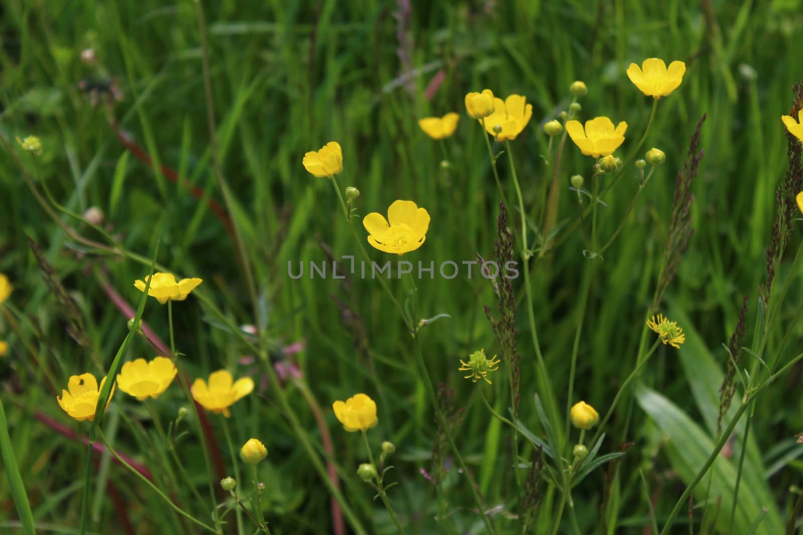 a meadow with many buttercups by martina_unbehauen