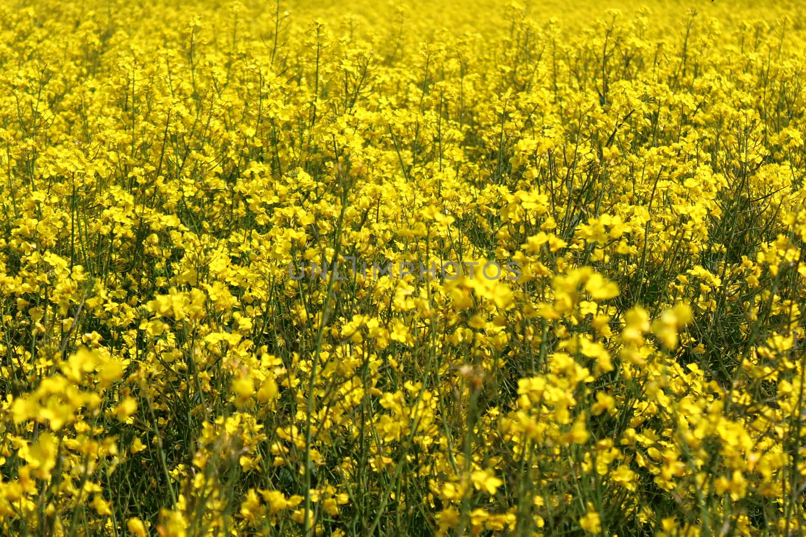The picture shows a field of blossoming rape in the spring