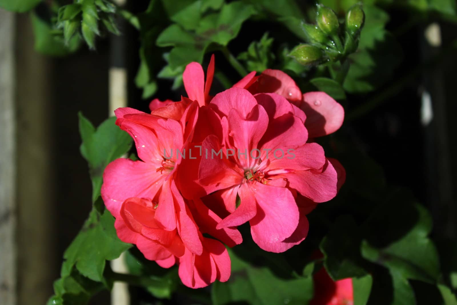 The picture shows a pelargonium webcap in the garden