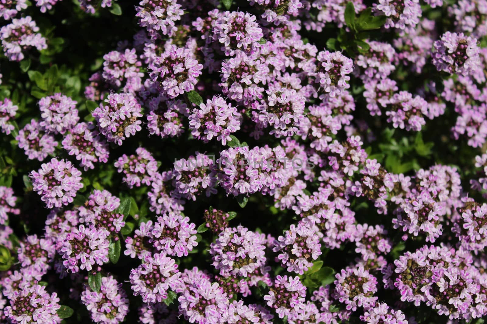 The picture shows blossoming thyme in the garden