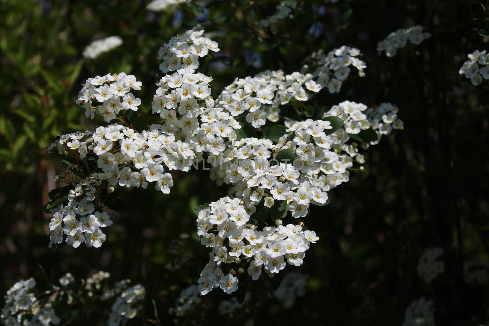 snowberry bush in the spring by martina_unbehauen