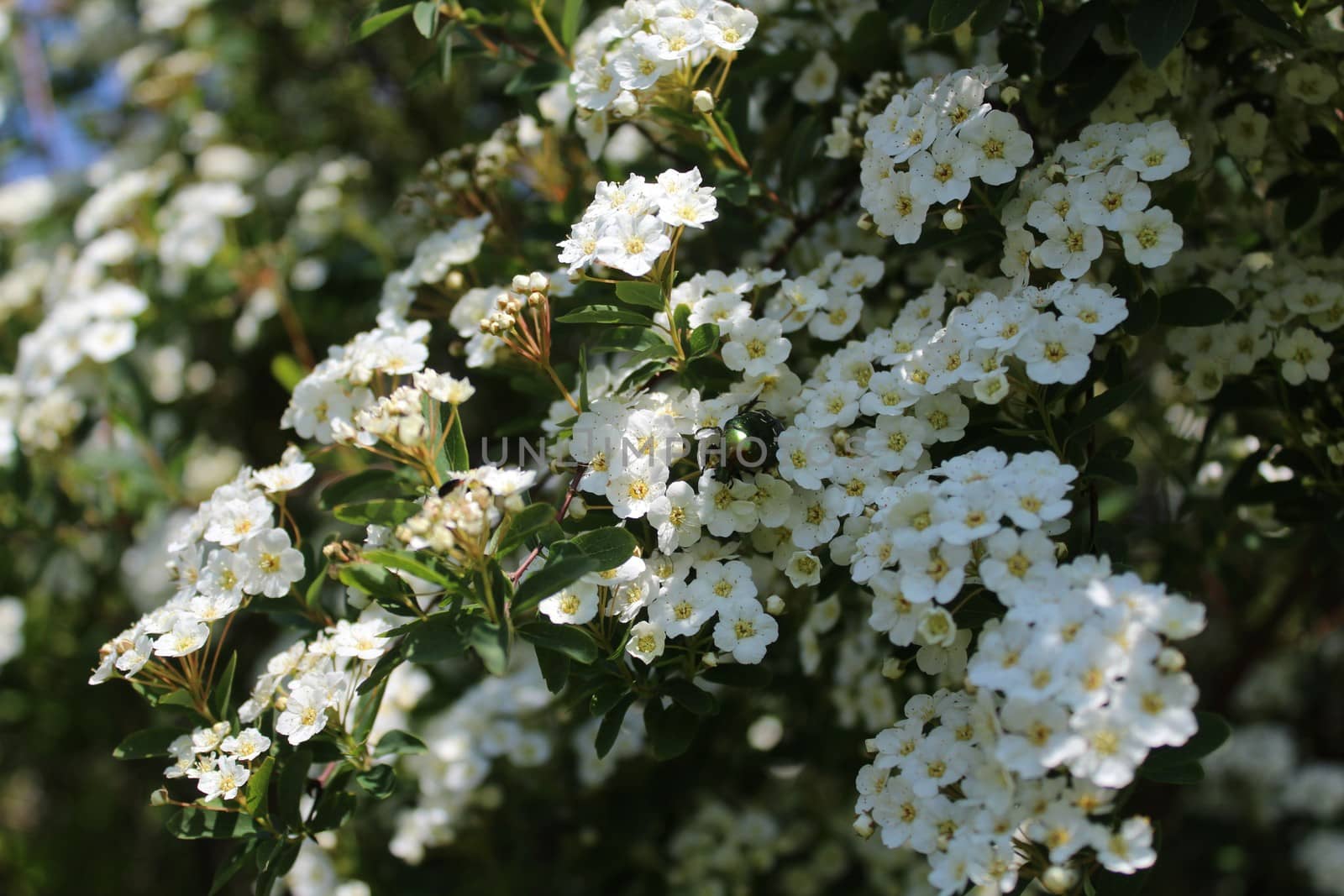 rose chafer in the snowberry bush by martina_unbehauen