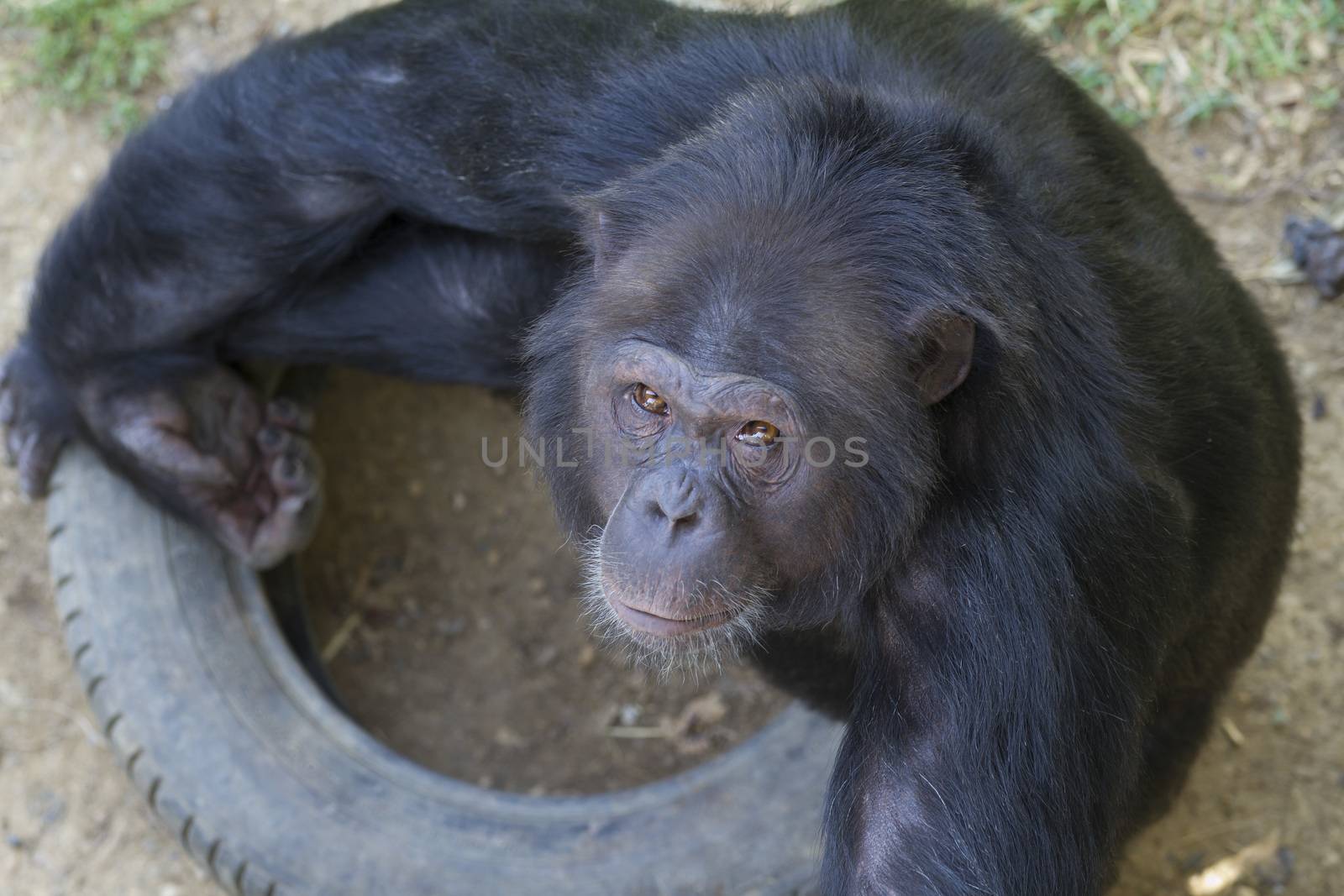 Chimpanzee by ozkanzozmen