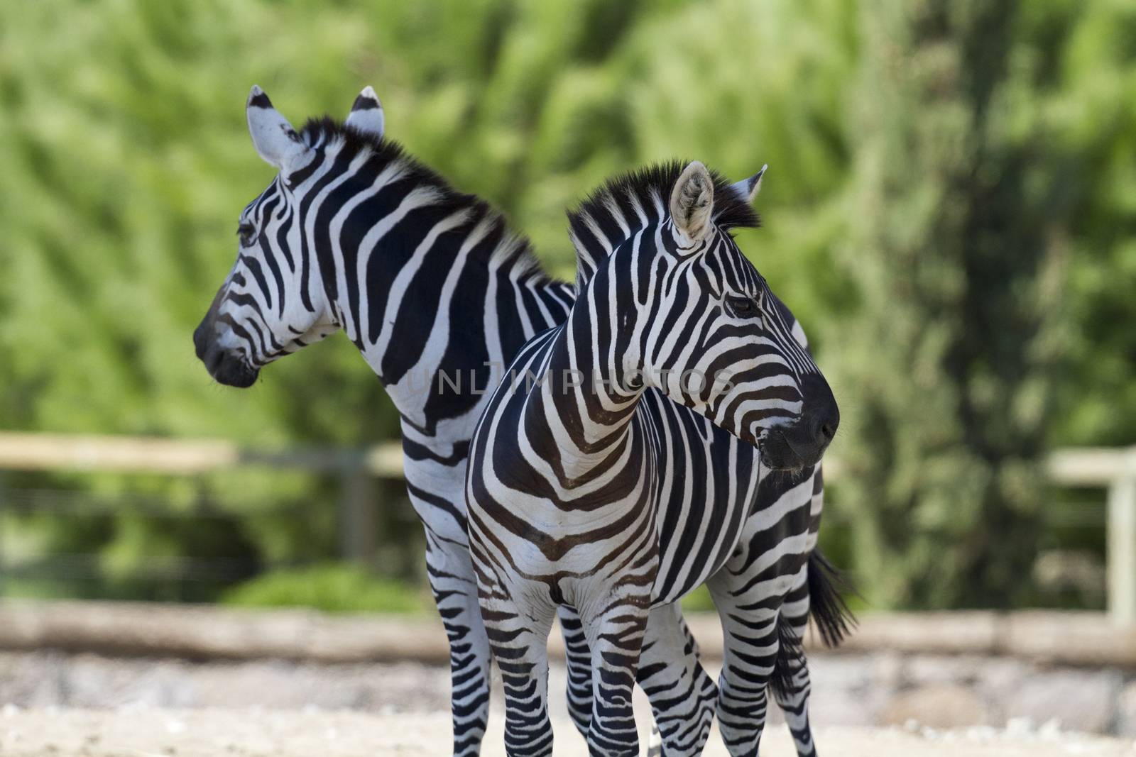 Zebras by ozkanzozmen