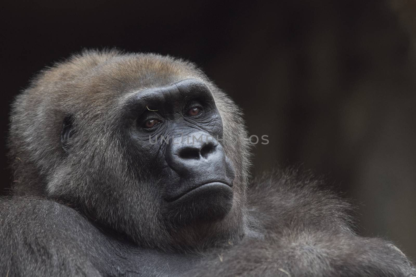 Gorilla portrait by ozkanzozmen