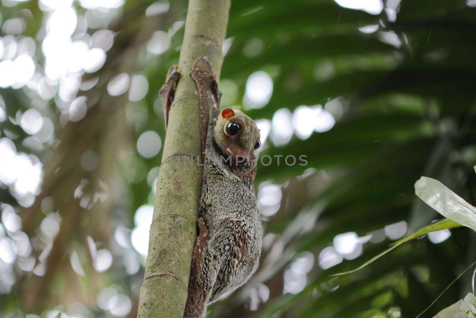 Colugo in the wilderness