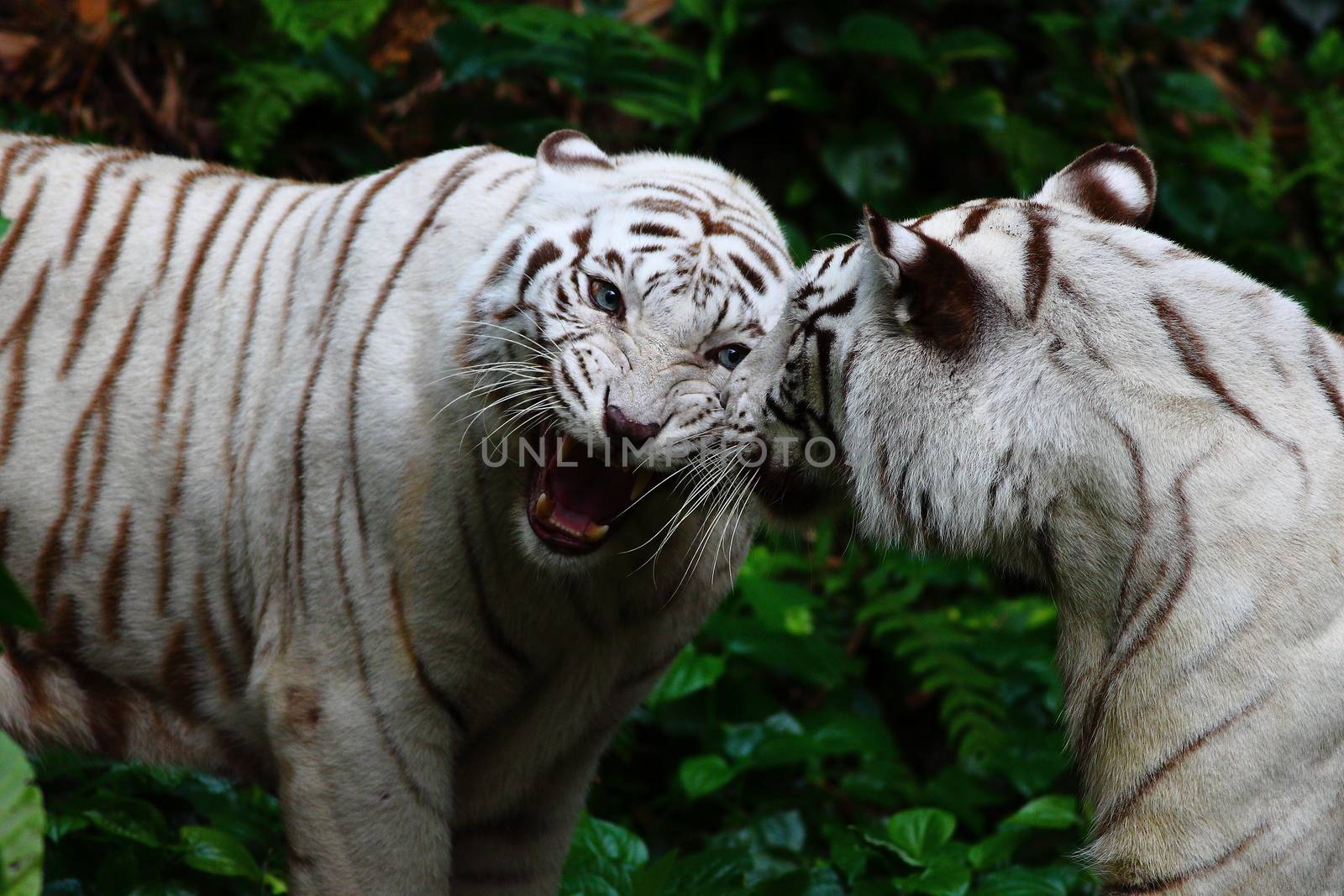 White tigers fighting in the wilderness