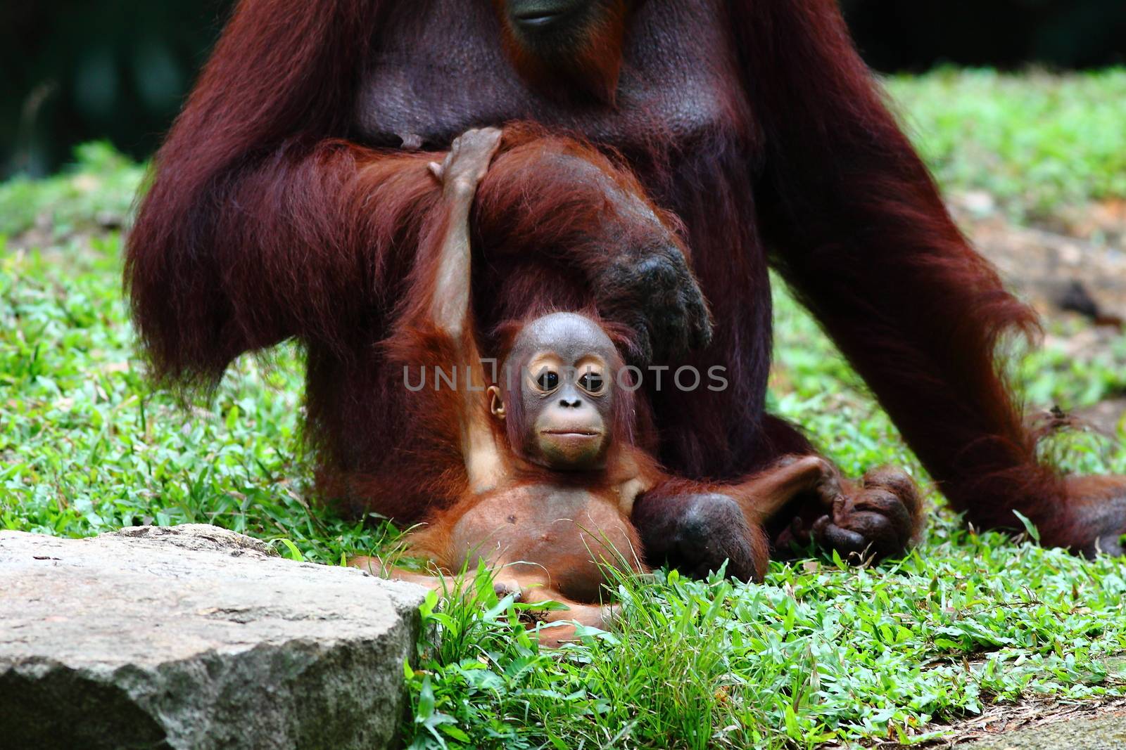 Orangutan portrait by ozkanzozmen