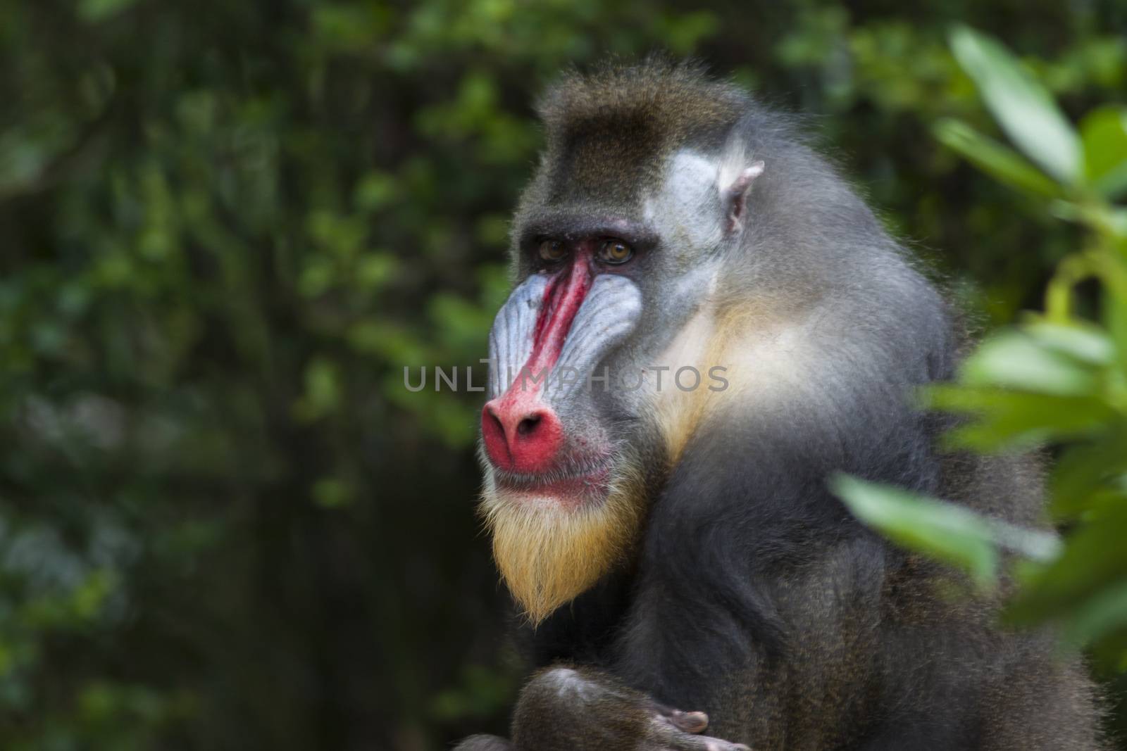 Mandrill in the wilderness