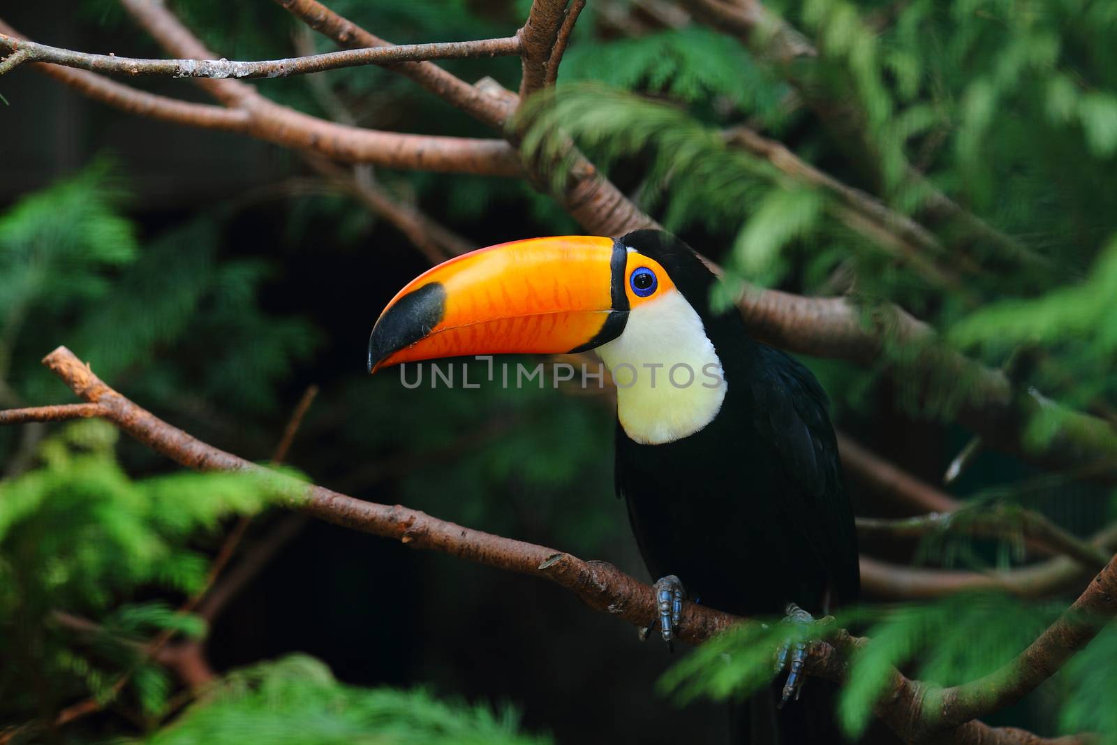 Toucan portrait in the wild