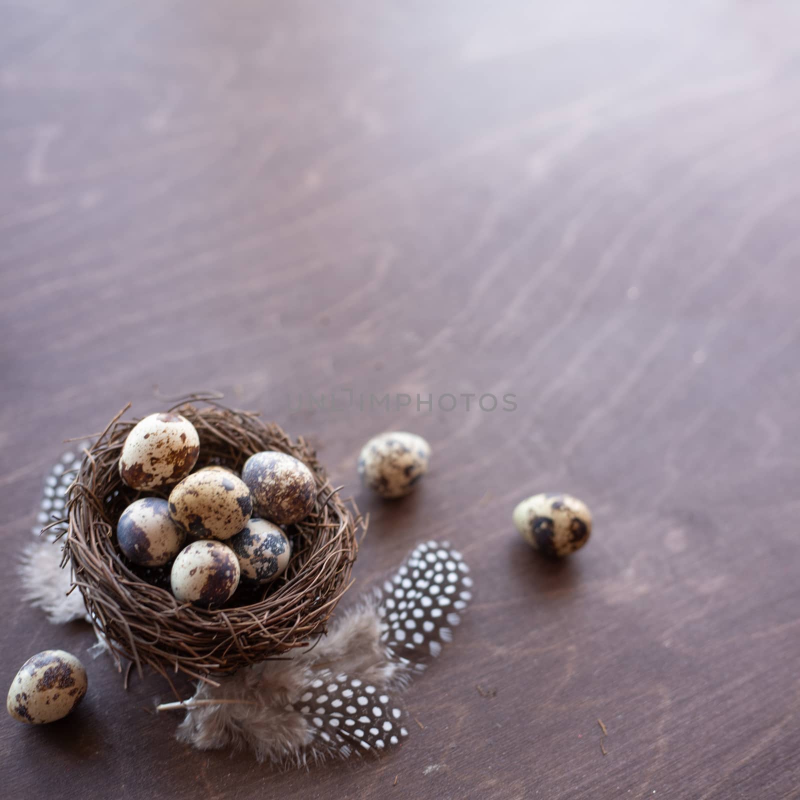 Quail eggs and feathers in nest by destillat