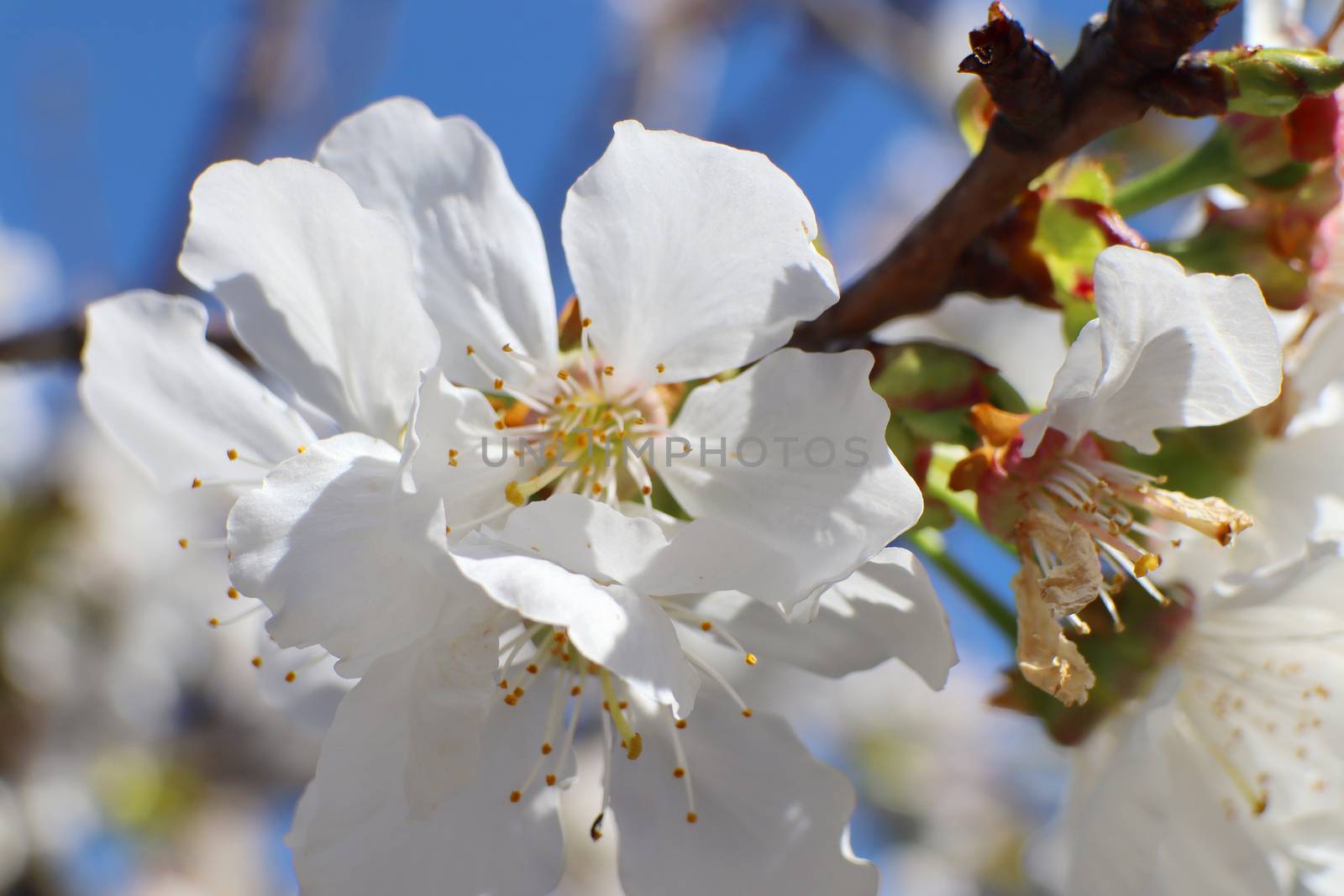 Cherry blossoms by pammuss