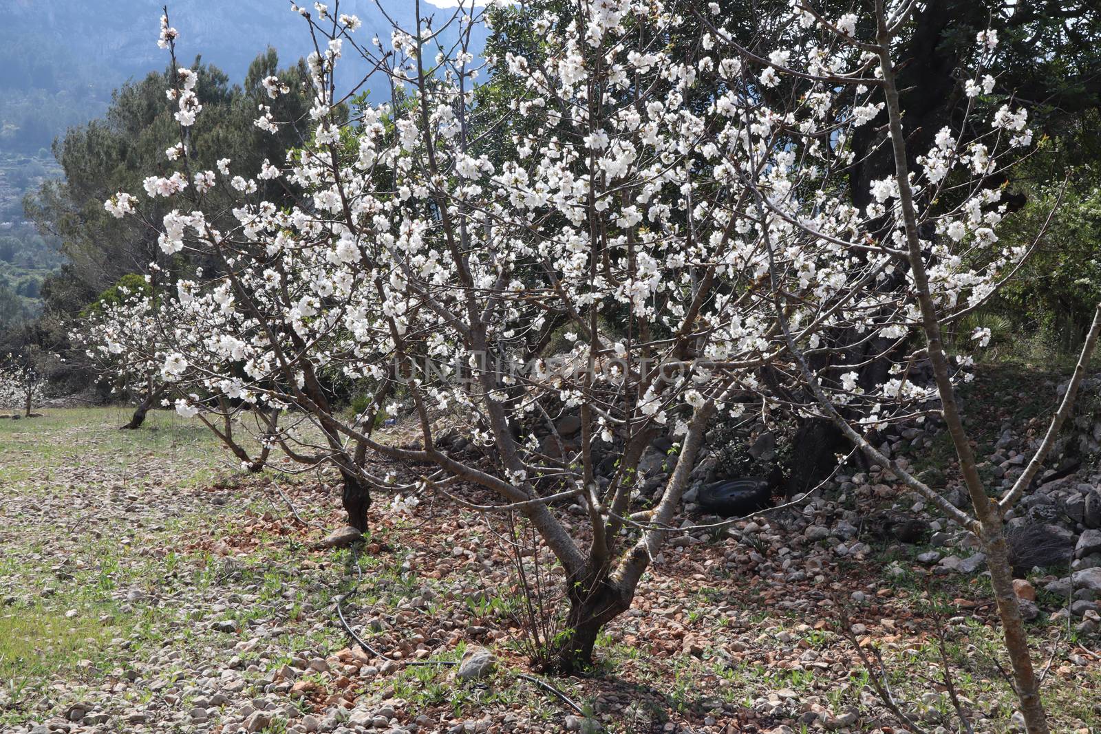 Cherry blossoms by pammuss