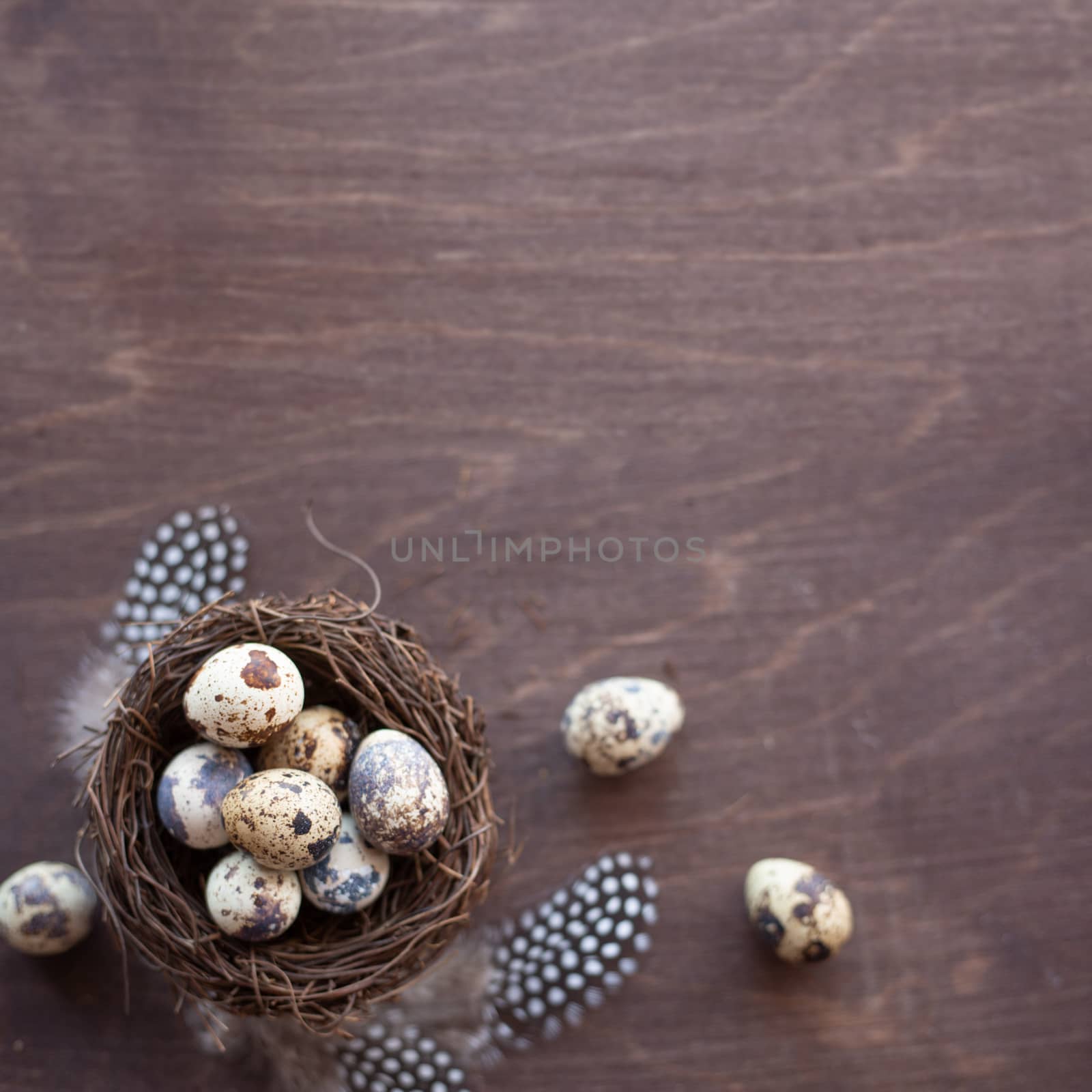 Quail eggs and feathers in nest on dark wooden background with copy space , easter eggs, easter nest concept