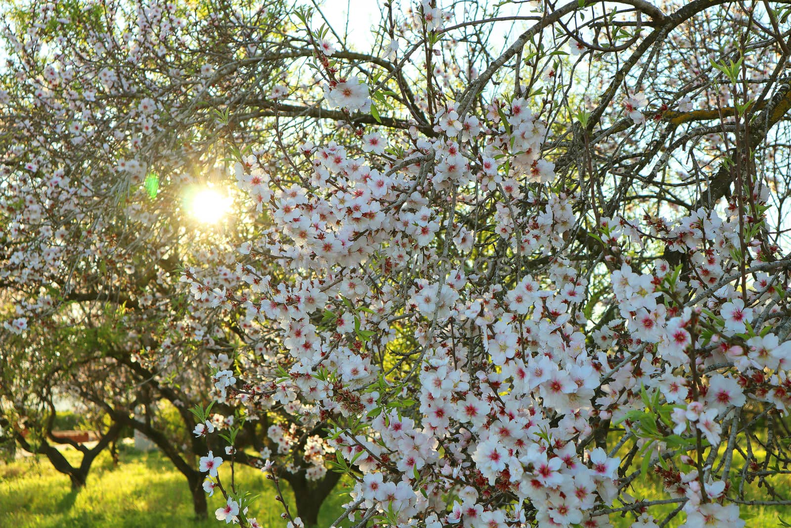 Almond trees in bloom, in Alicante Spain