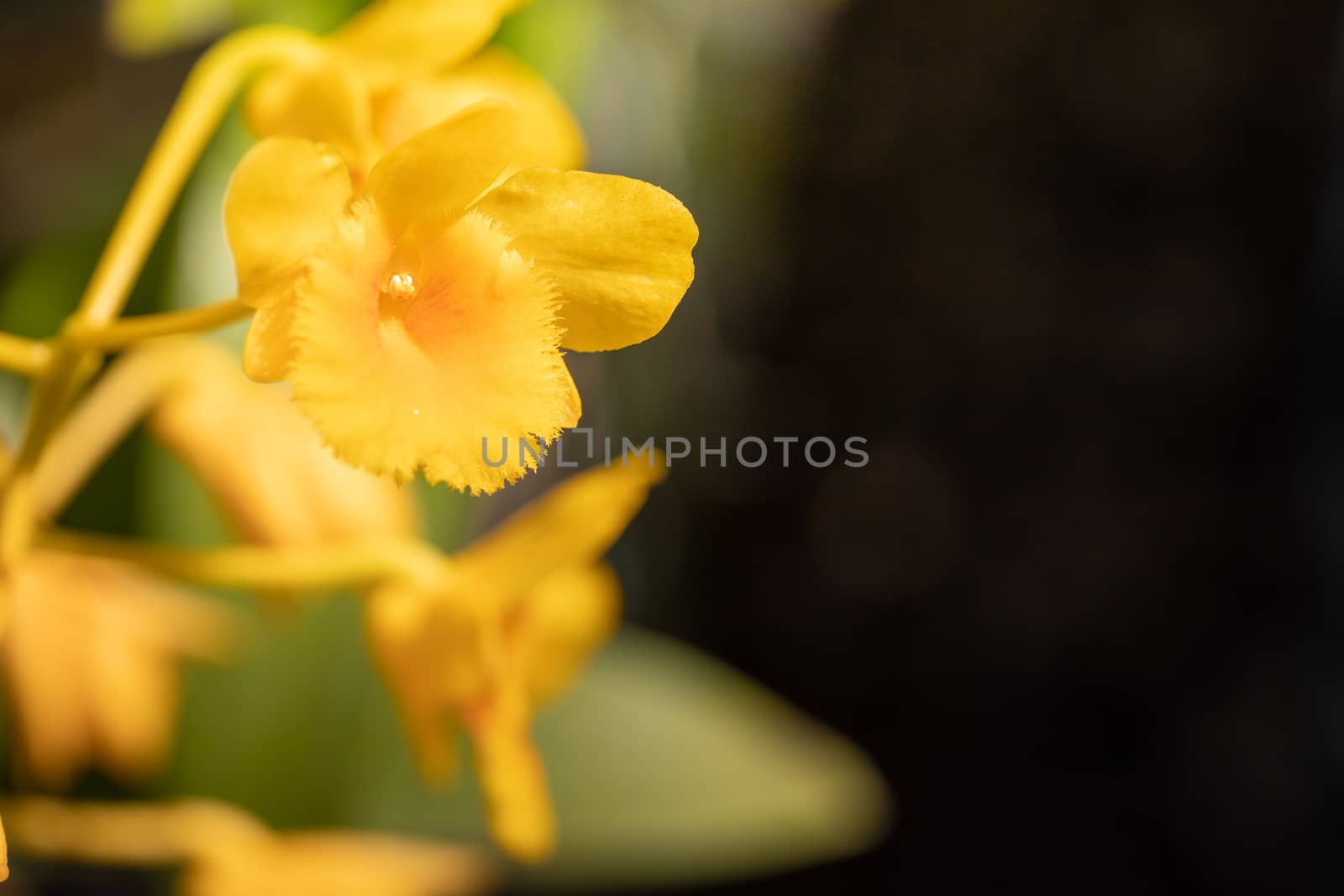 Beautiful blooming orchids in forest, On the bright sunshine