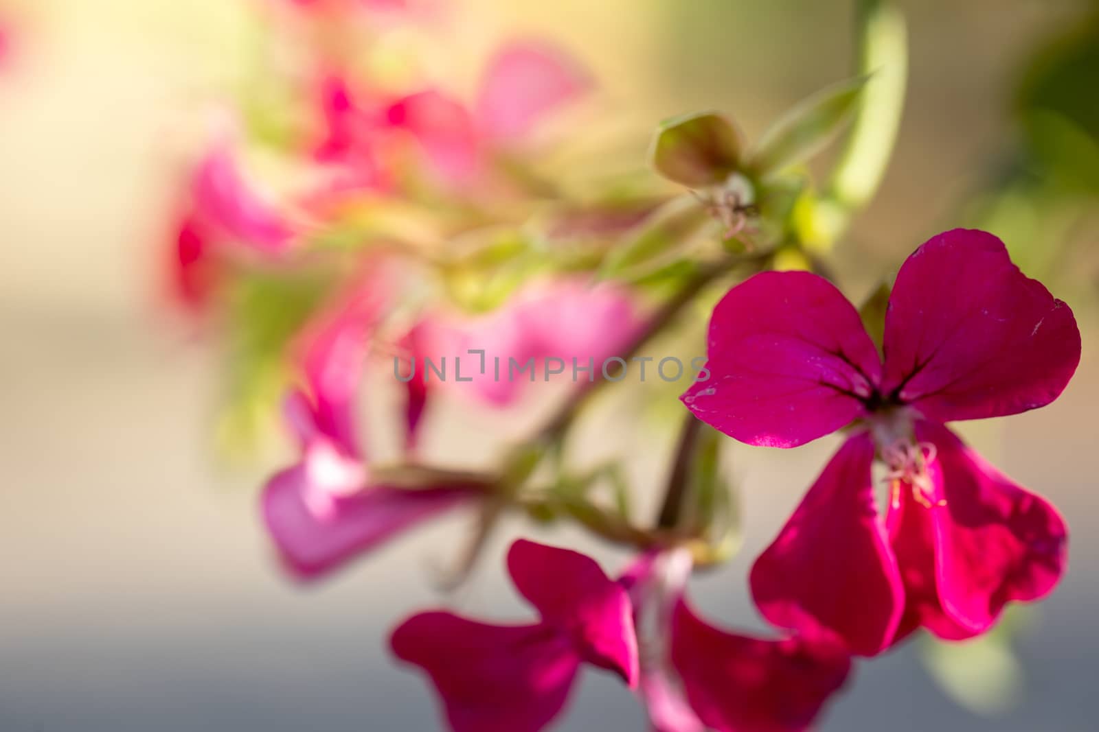 Beautiful blooming orchids in forest, On the bright sunshine