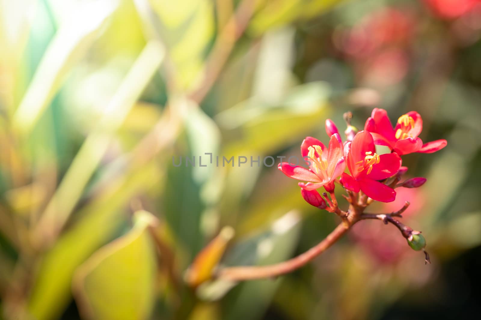 The background image of the colorful flowers, background nature