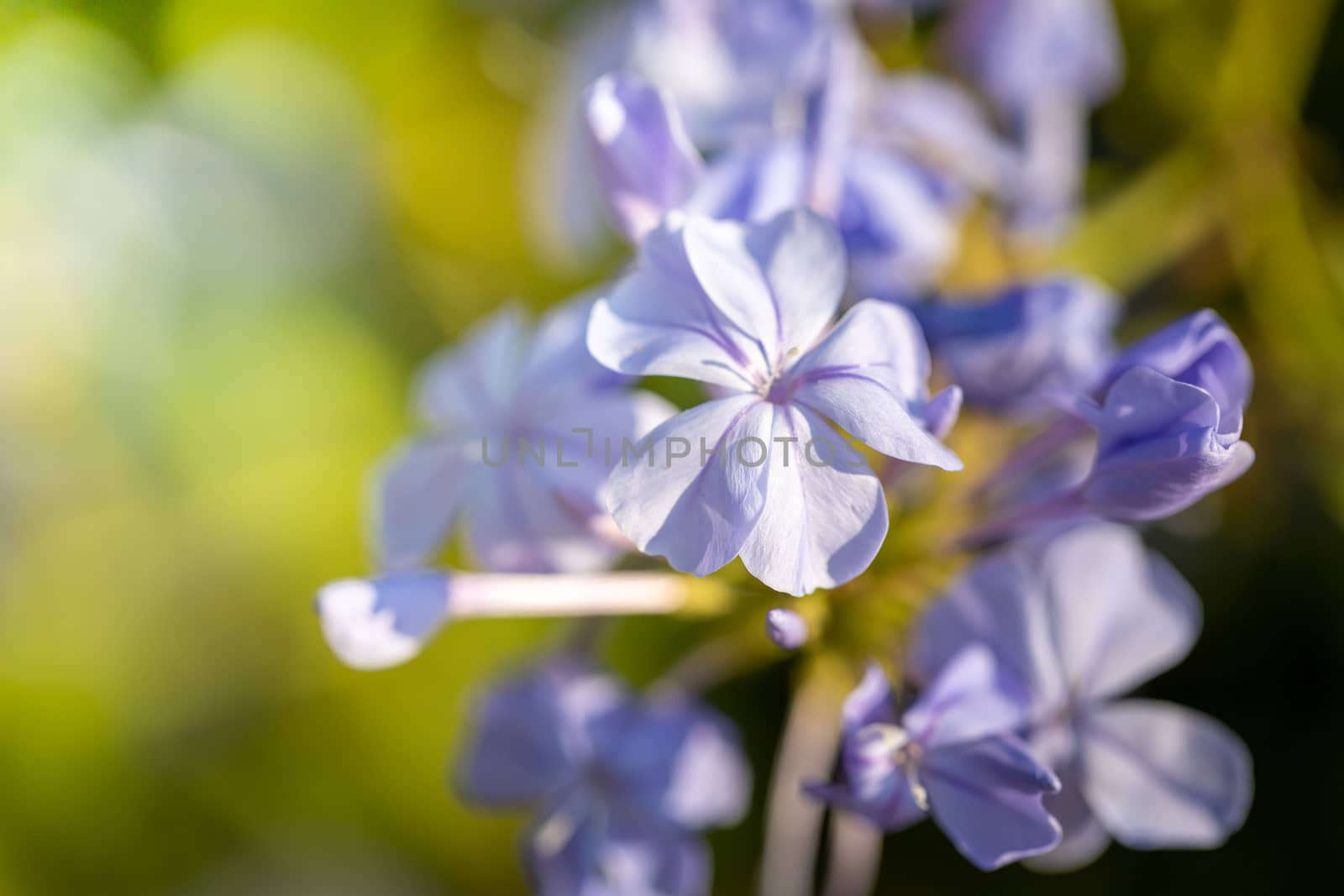 The background image of the colorful flowers by teerawit