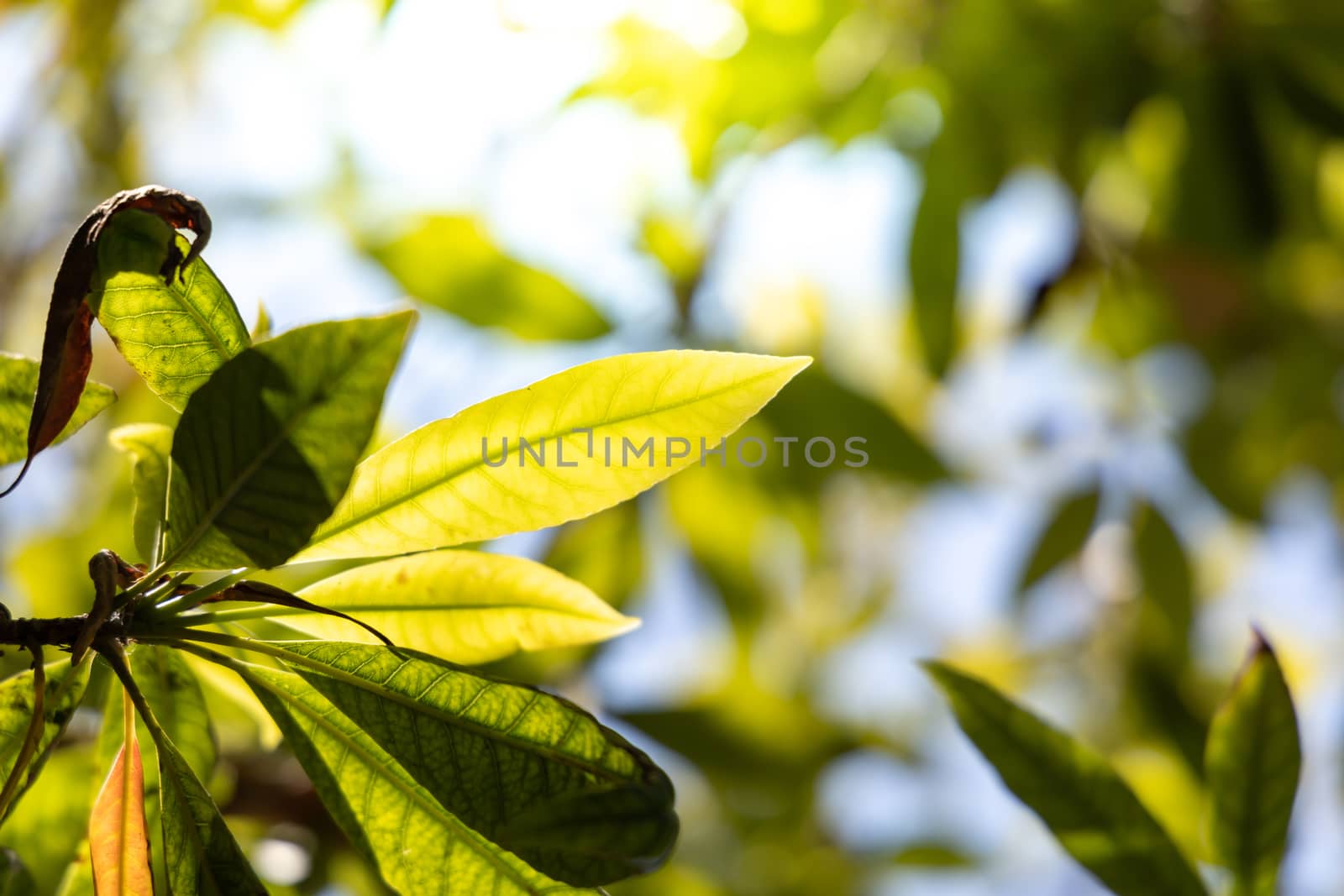 Close Up green leaf under sunlight in the garden. Natural background with copy space.