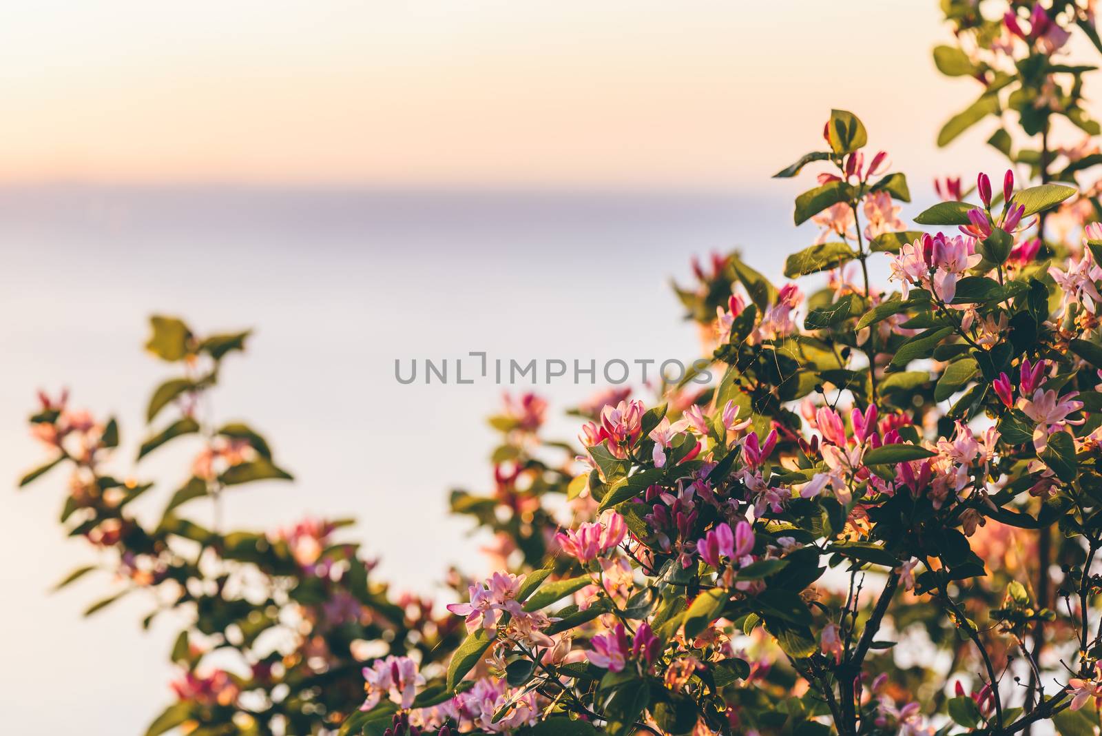 Pink flowers in sunrise light with river on backdrop