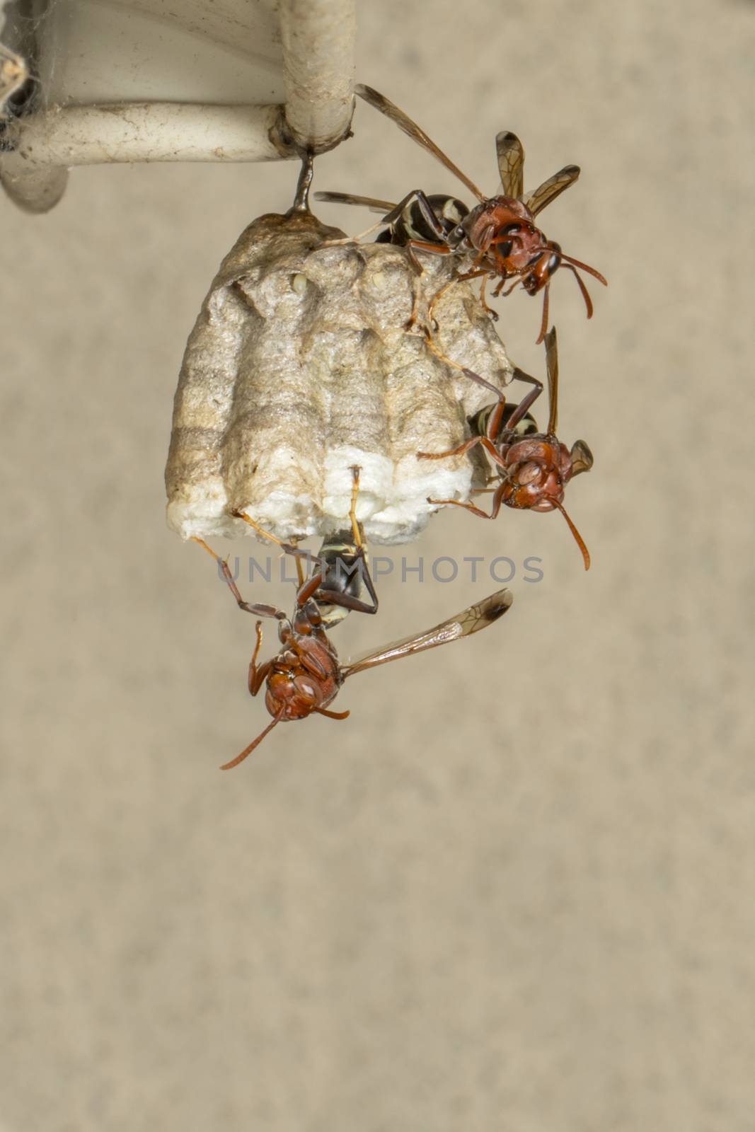 Image of Common Paper Wasp / Ropalidia fasciata and wasp nest on by yod67