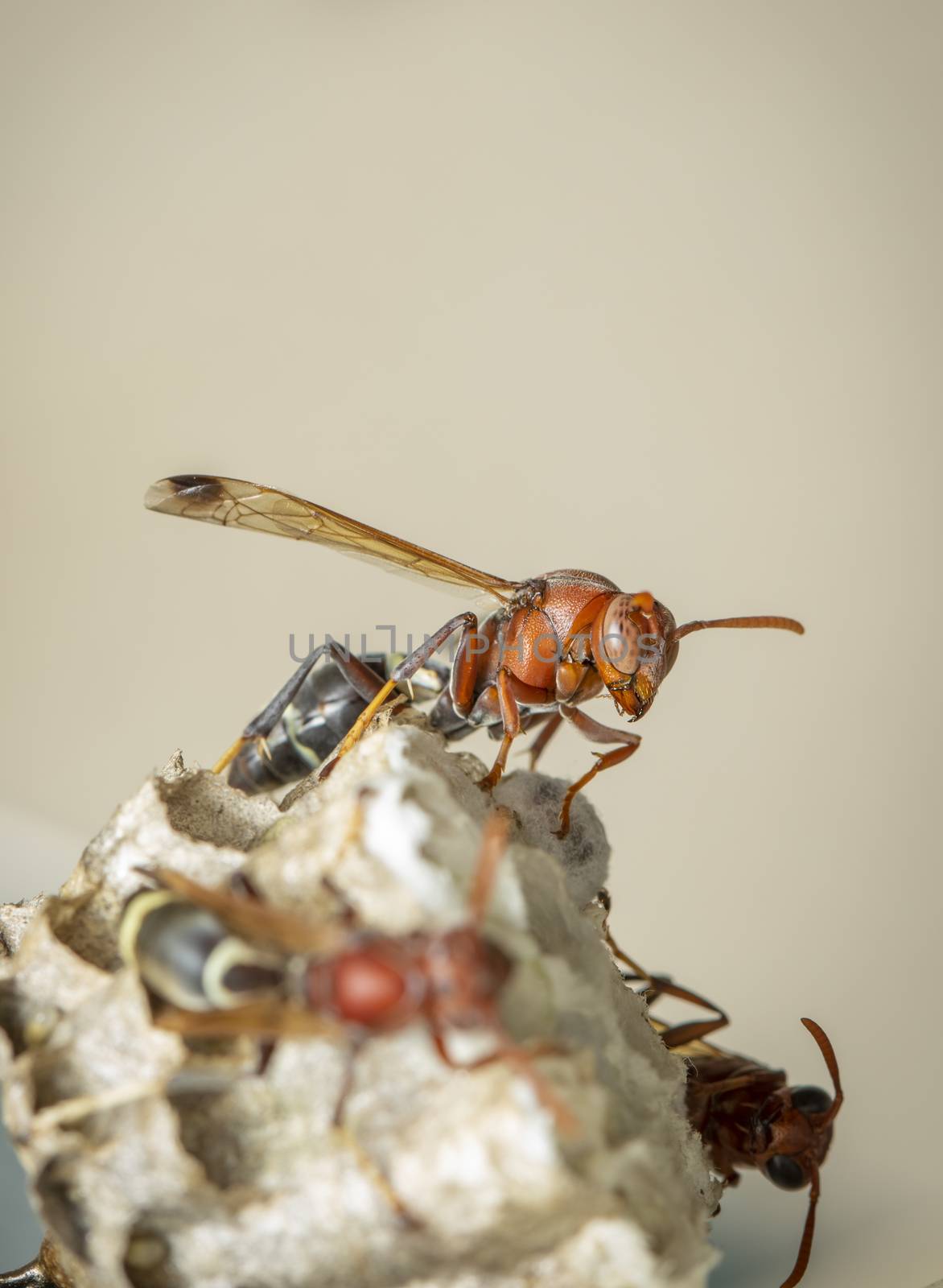 Image of Common Paper Wasp / Ropalidia fasciata and wasp nest on by yod67