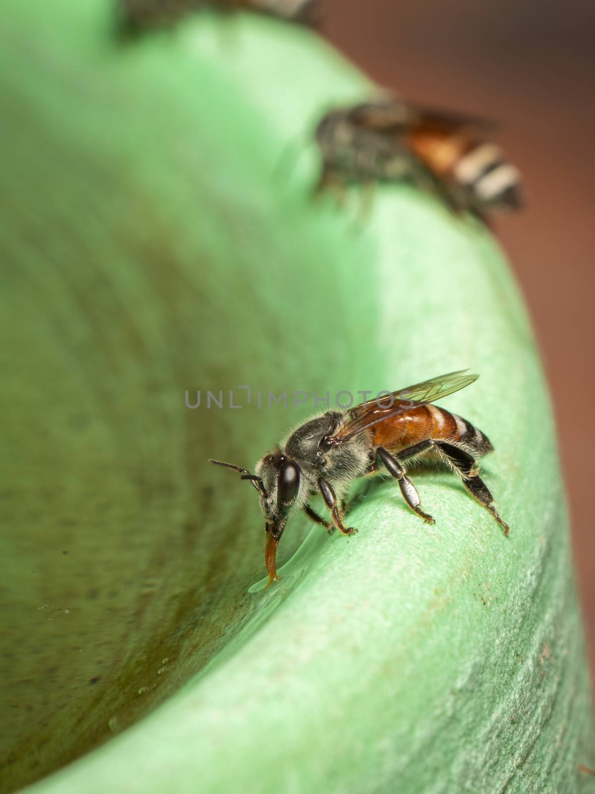 Image of bee hem or dwarf bee(Apis florea) suctioning water on t by yod67