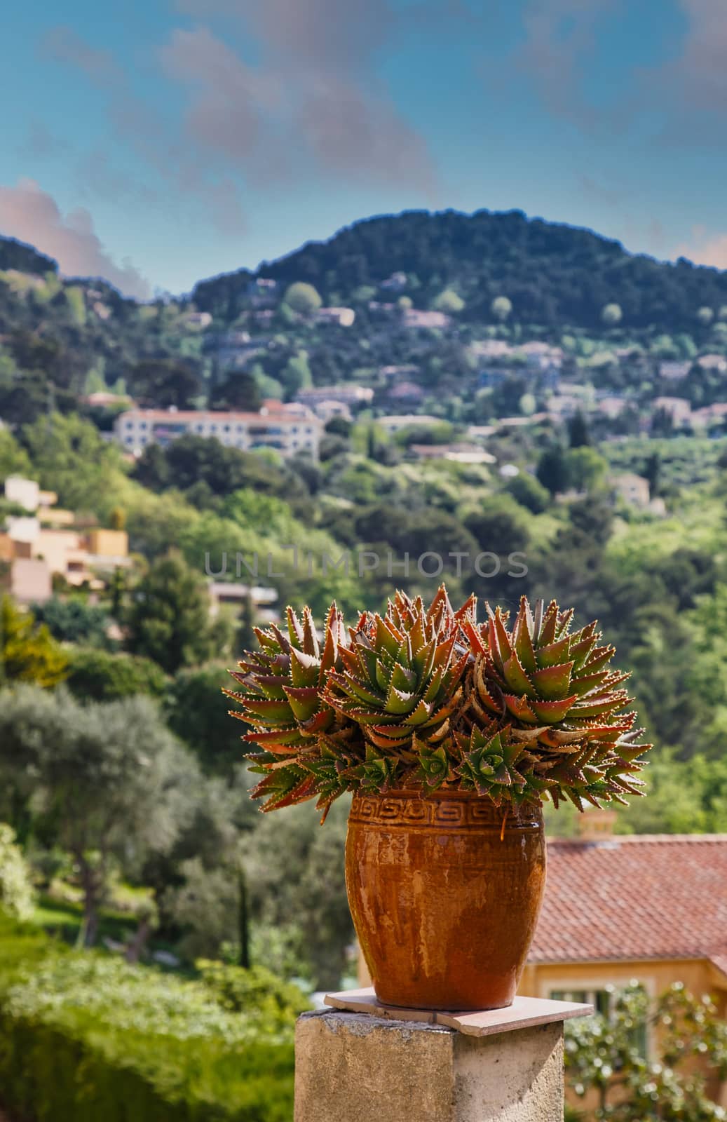 Cactus in cermic jar with French countryside in background