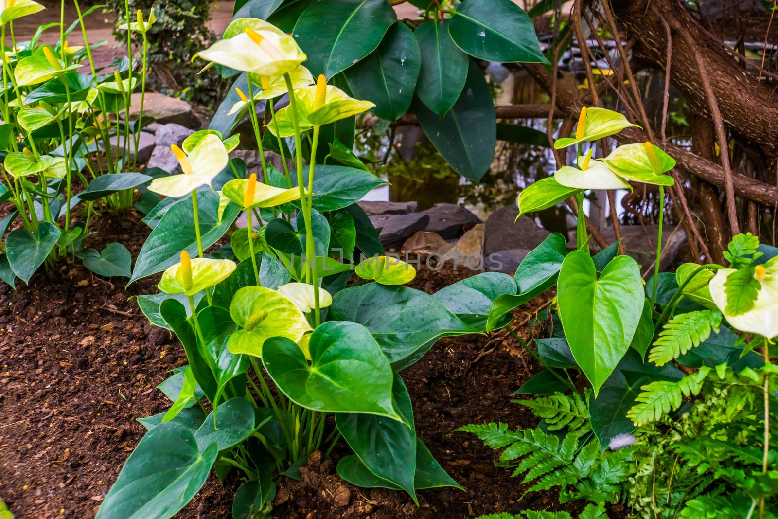 peace lily plants in a tropical garden, popular spathe flower, exotic plant specie from America by charlottebleijenberg