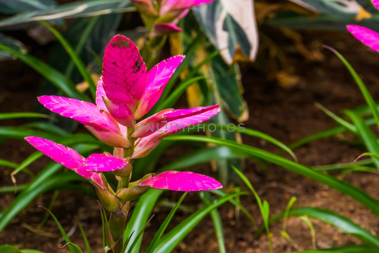 closeup of a pink vriesea plant, colorful tropical plant specie from America