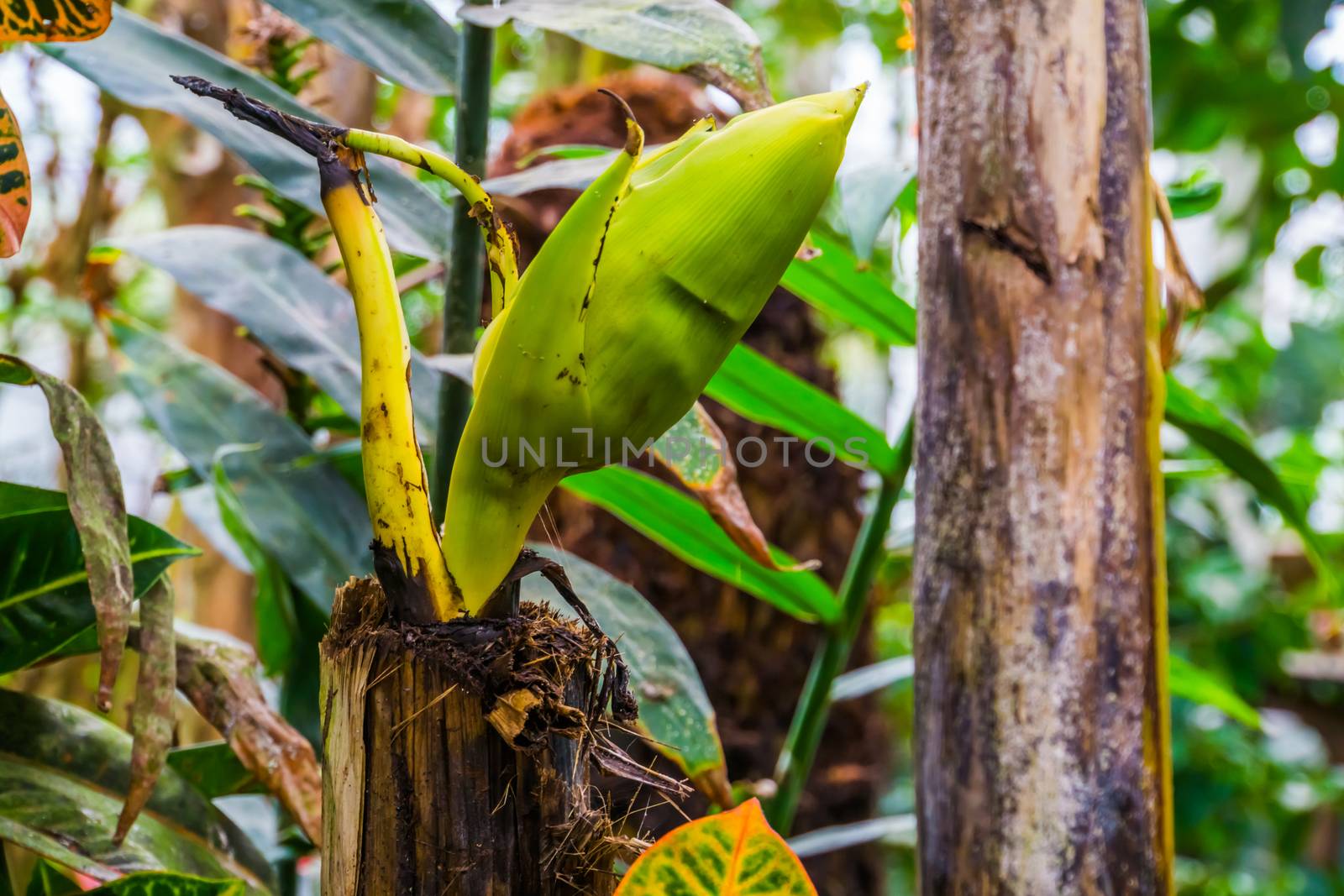 fresh regrowth of a banana plant, popular tropical plant specie from Australia