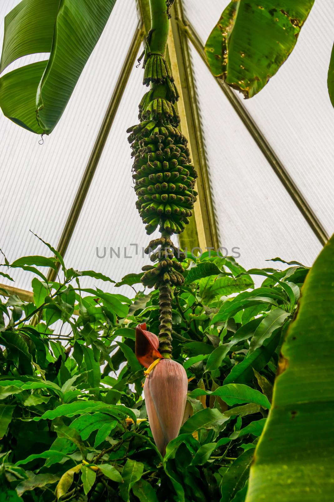 flower bud with banana bunch, Banana plant, tropical plant specie