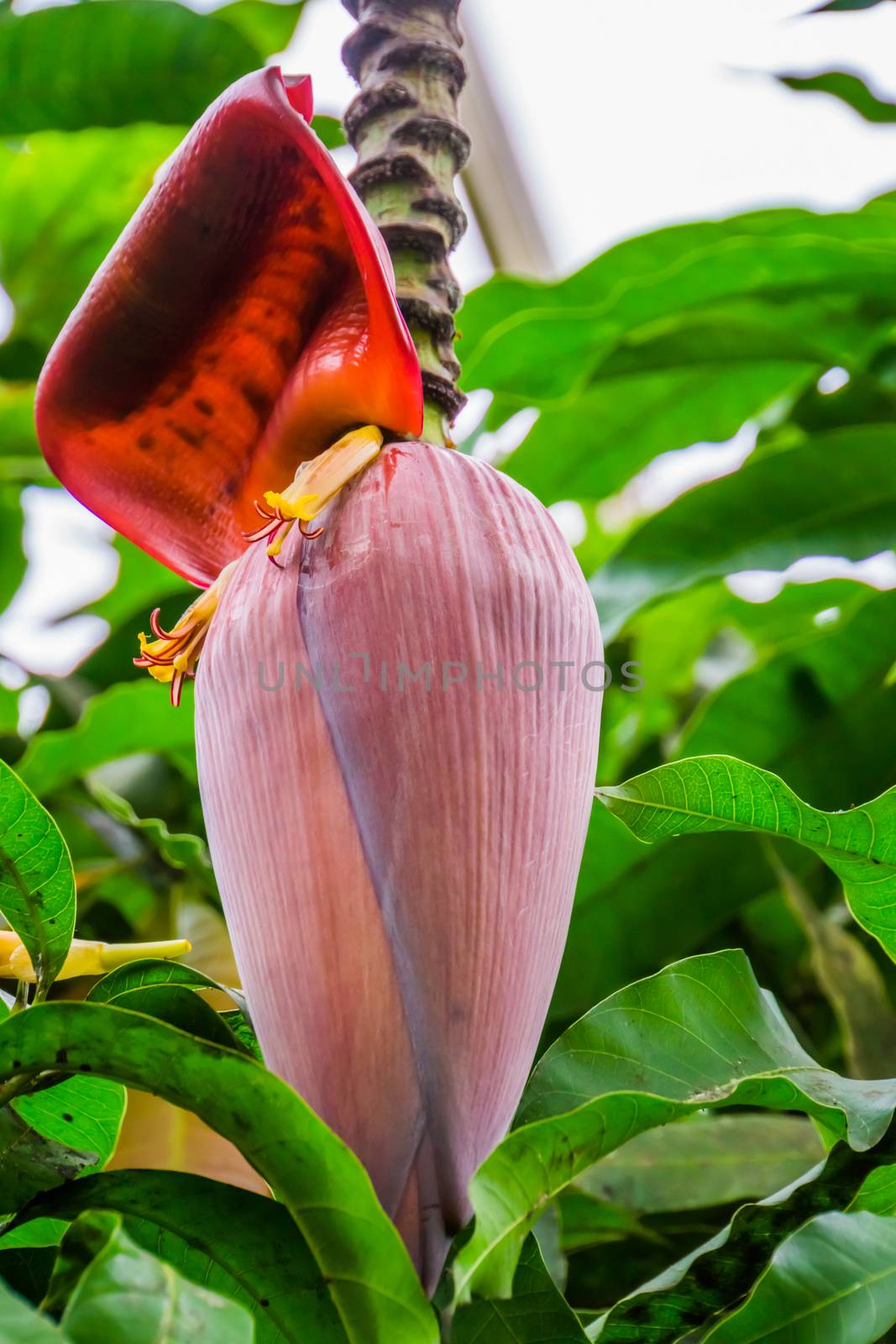 closeup of the flower bud of a banana plant, popular tropical specie from Australia