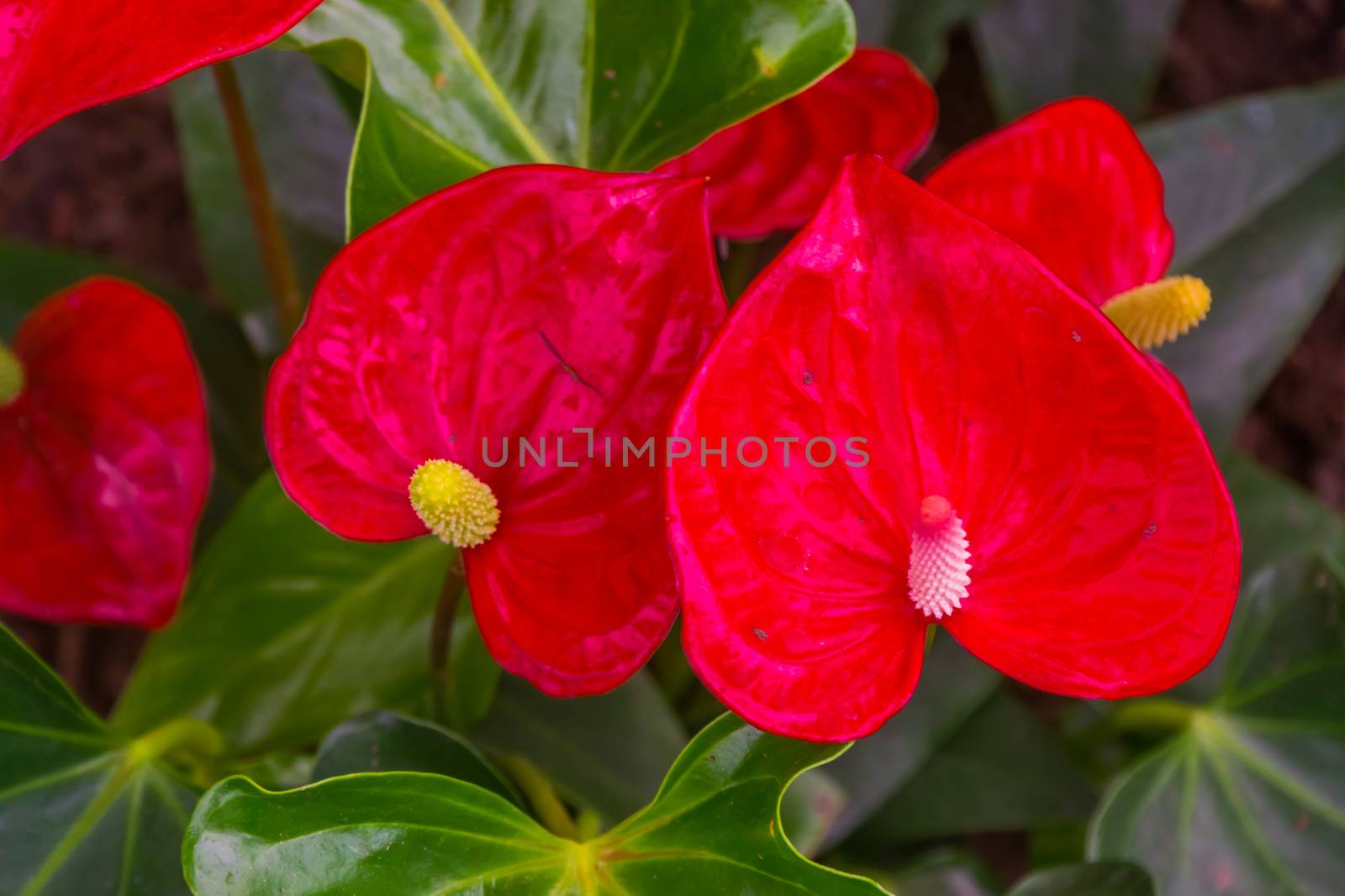 closeup of the flowers of a red flamingo plant, popular tropical specie from America