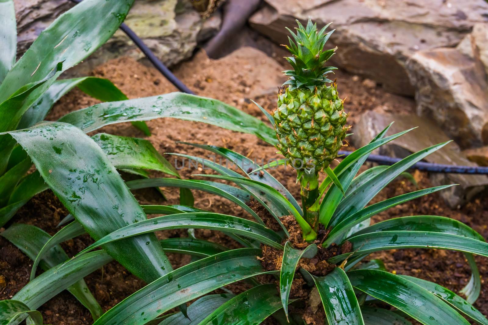 unripe pineapple growing a plant, edible fruits, popular tropical specie from America