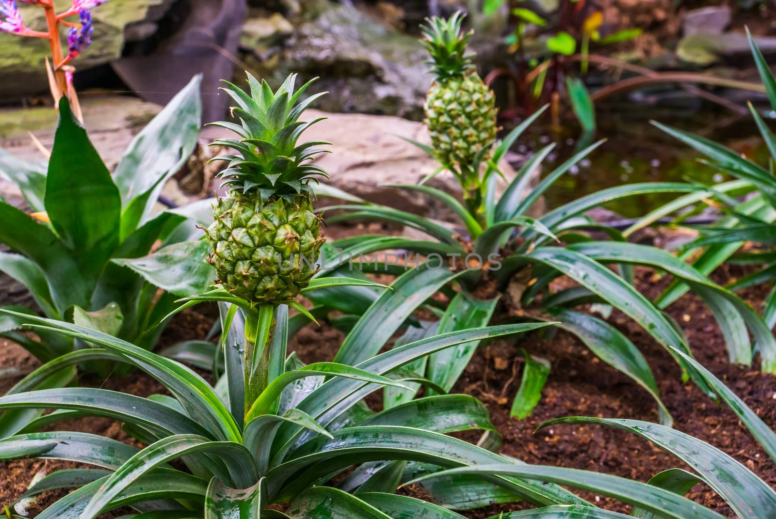 small pineapples growing on plants, tropical garden, popular exotic plant specie from South America by charlottebleijenberg