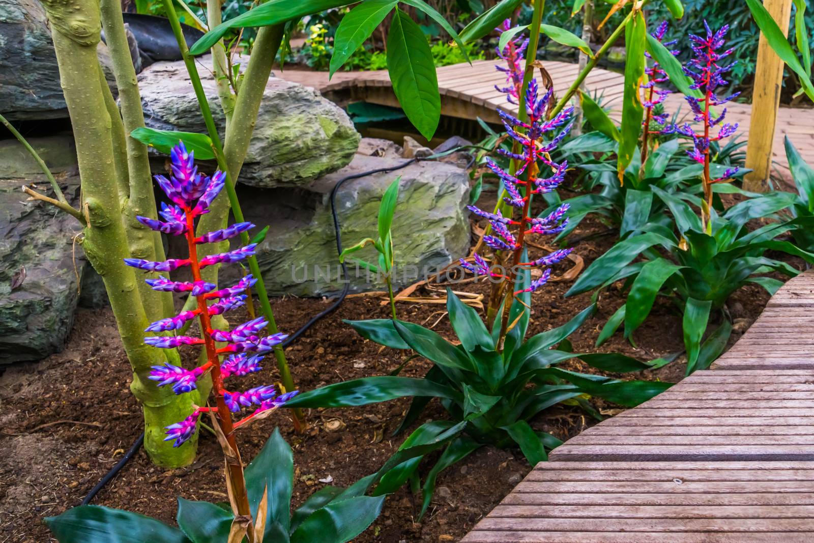 tropical garden with Aechmea Blue Tango plants, exotic cultivar from Florida, America by charlottebleijenberg