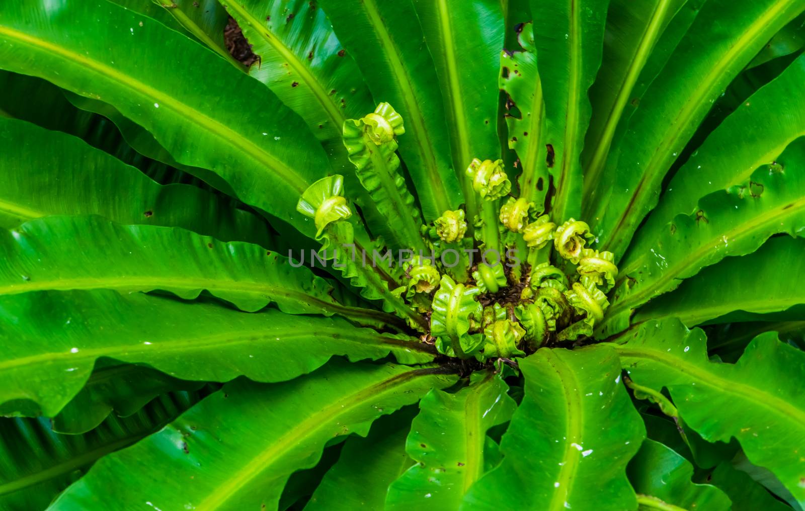 macro closeup of fresh growing fern leaves, common plant specie by charlottebleijenberg
