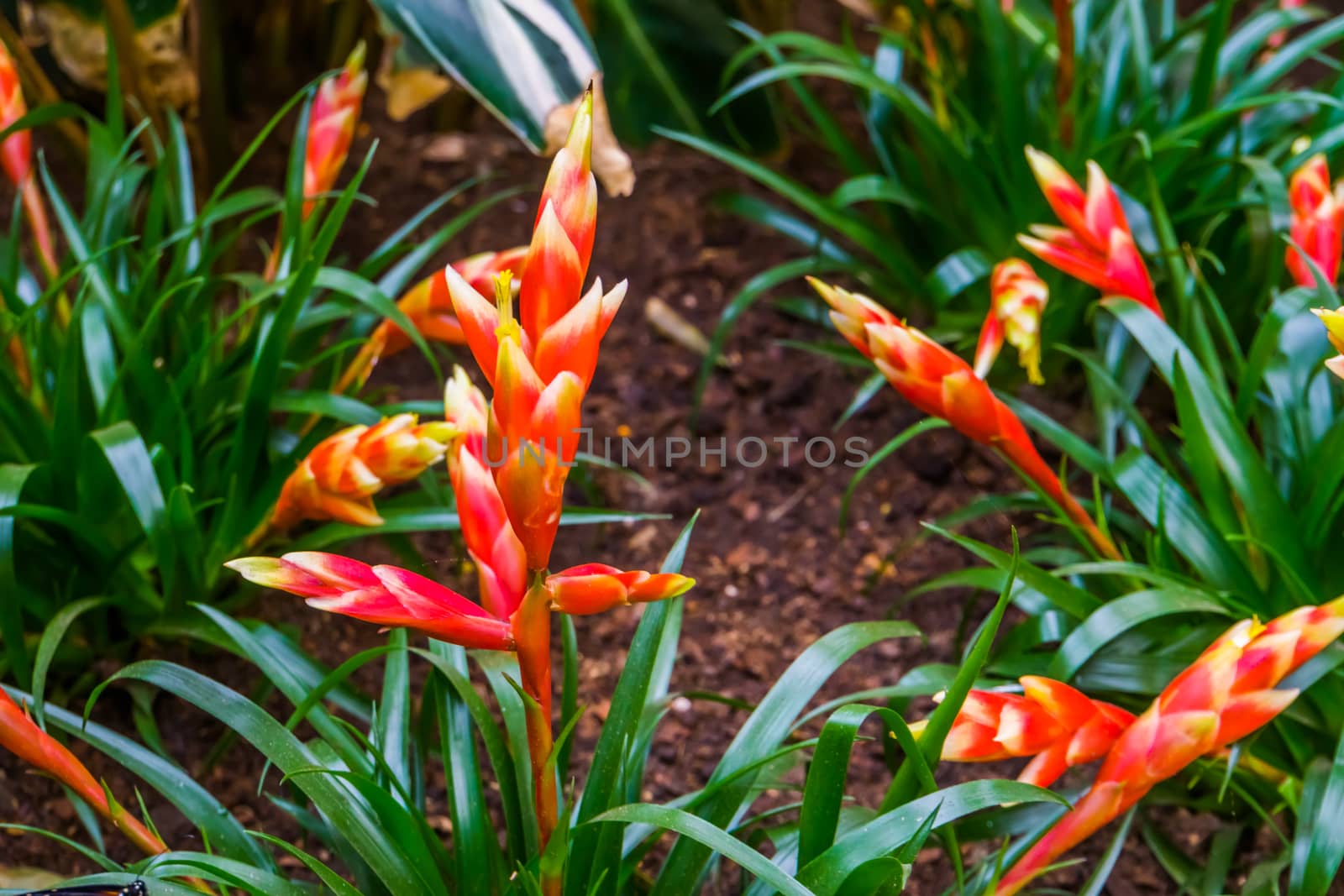 vriesea multiflower astrid, flaming sword flowers, tropical plant specie from America by charlottebleijenberg