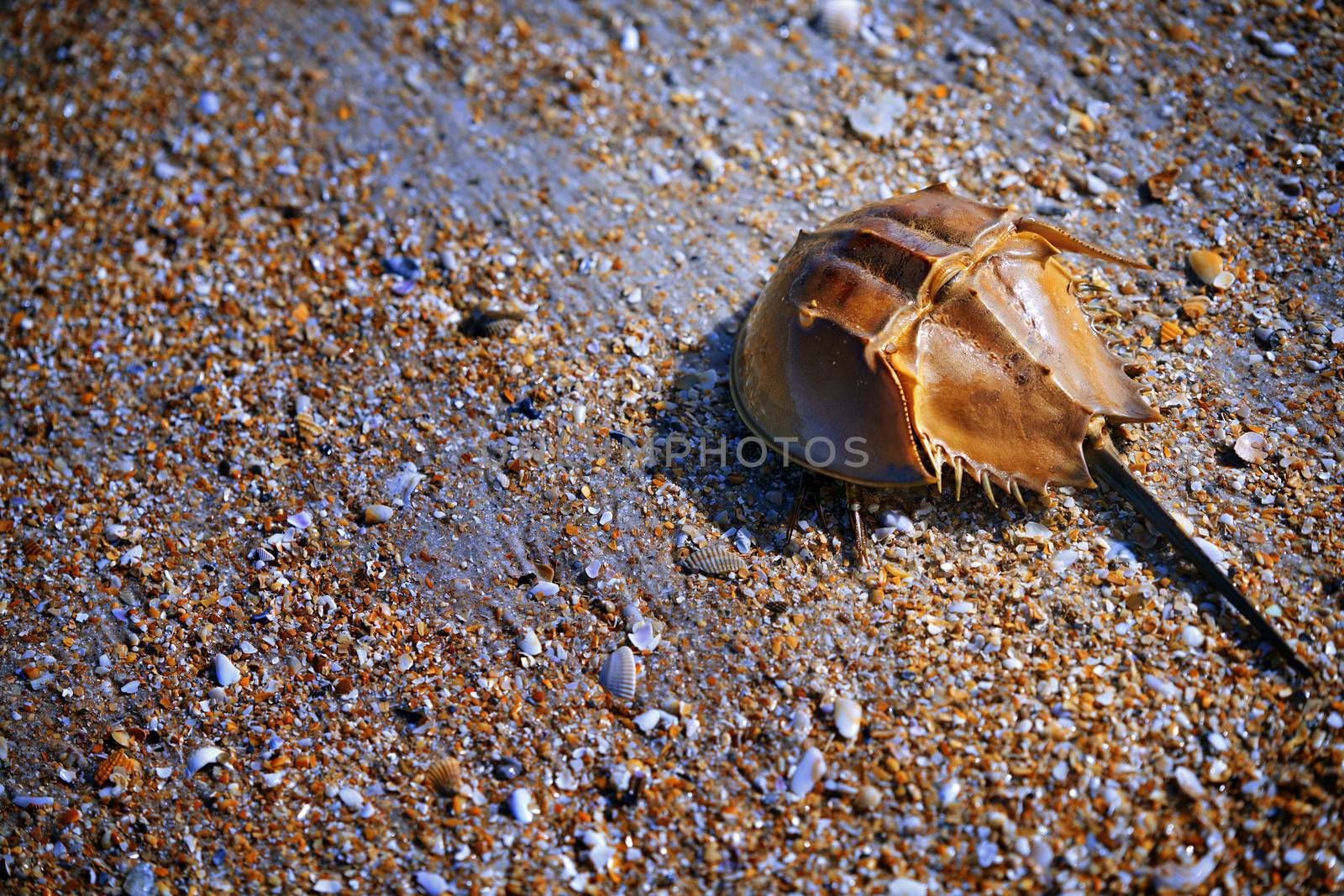 Horseshoe Crab on the coast covered by seashells  by Novic