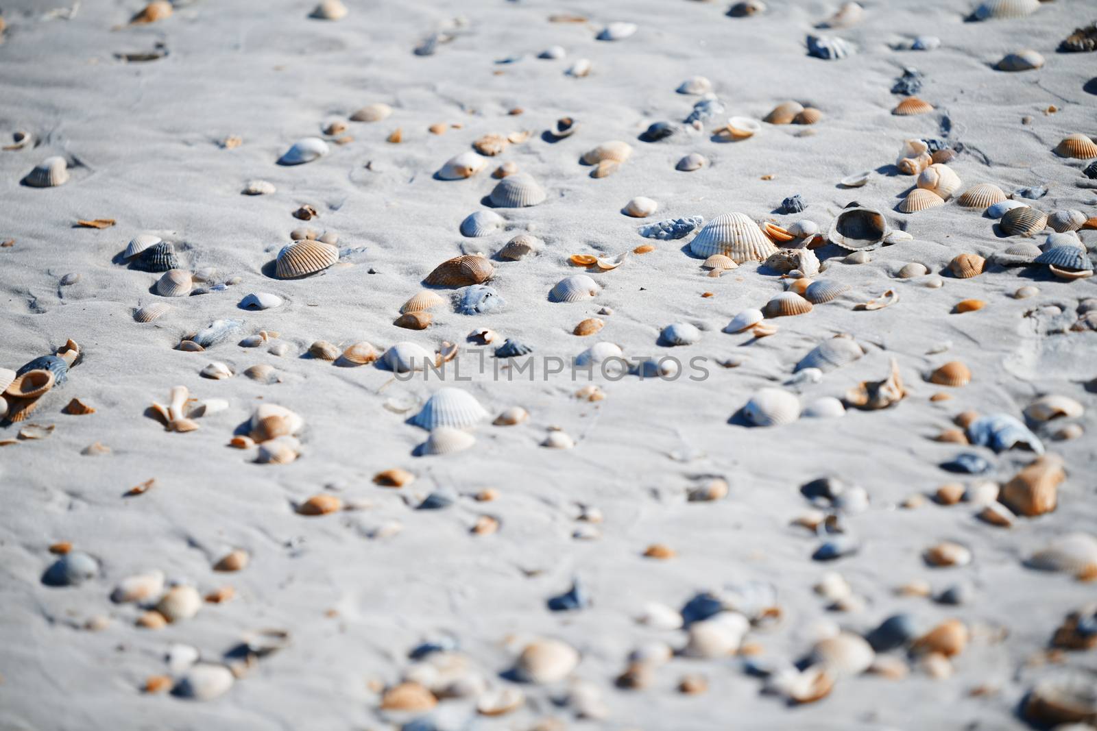 Fullframe photo of the seashells on the coast of Atlantic Ocean