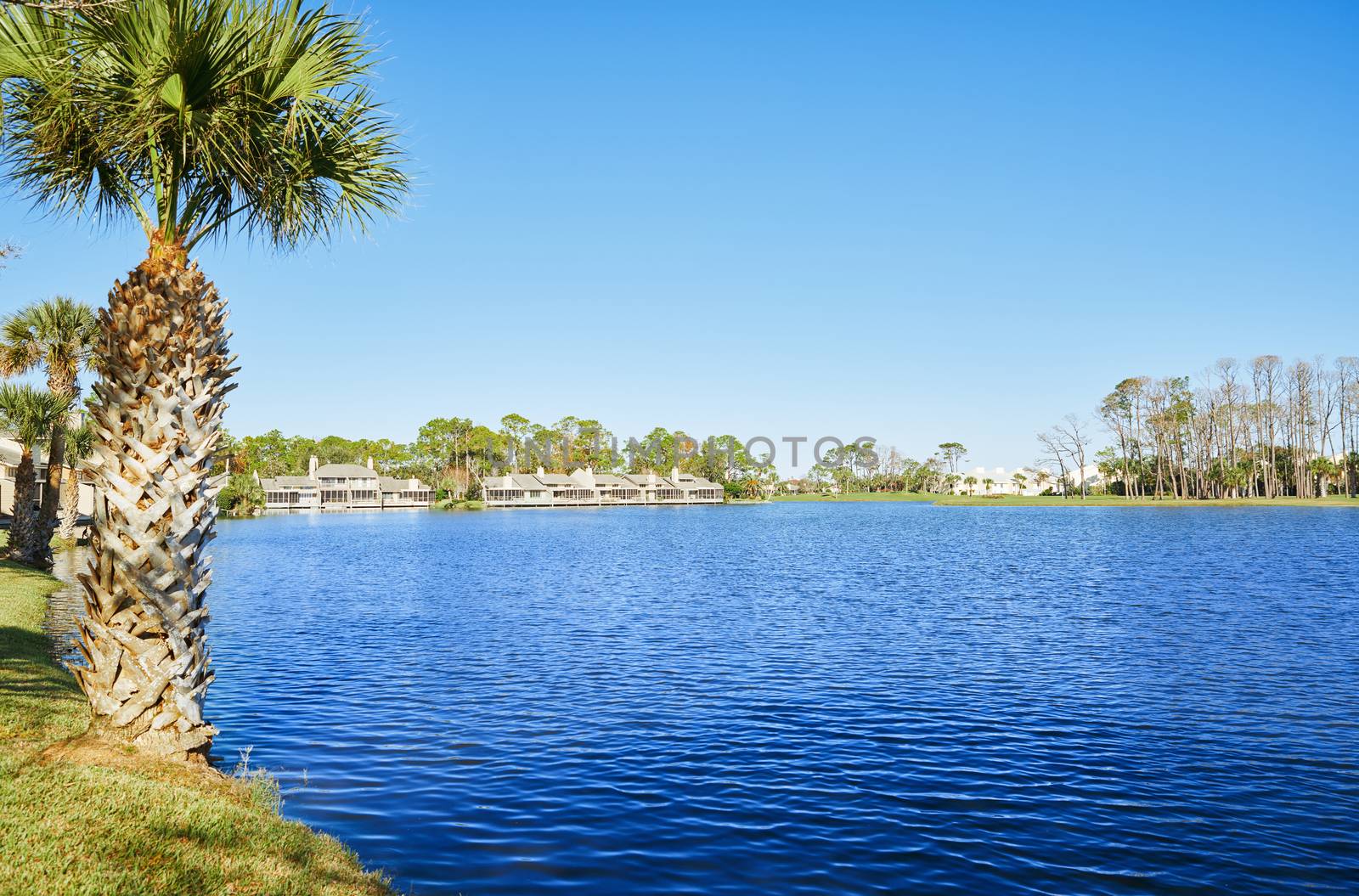 Lake in residential district, Florida, USA by Novic