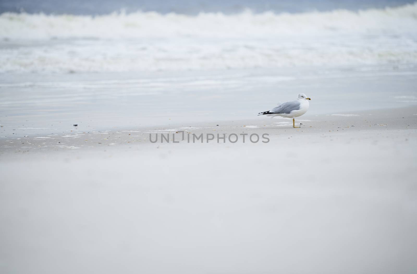Single seagull at the ocean beach