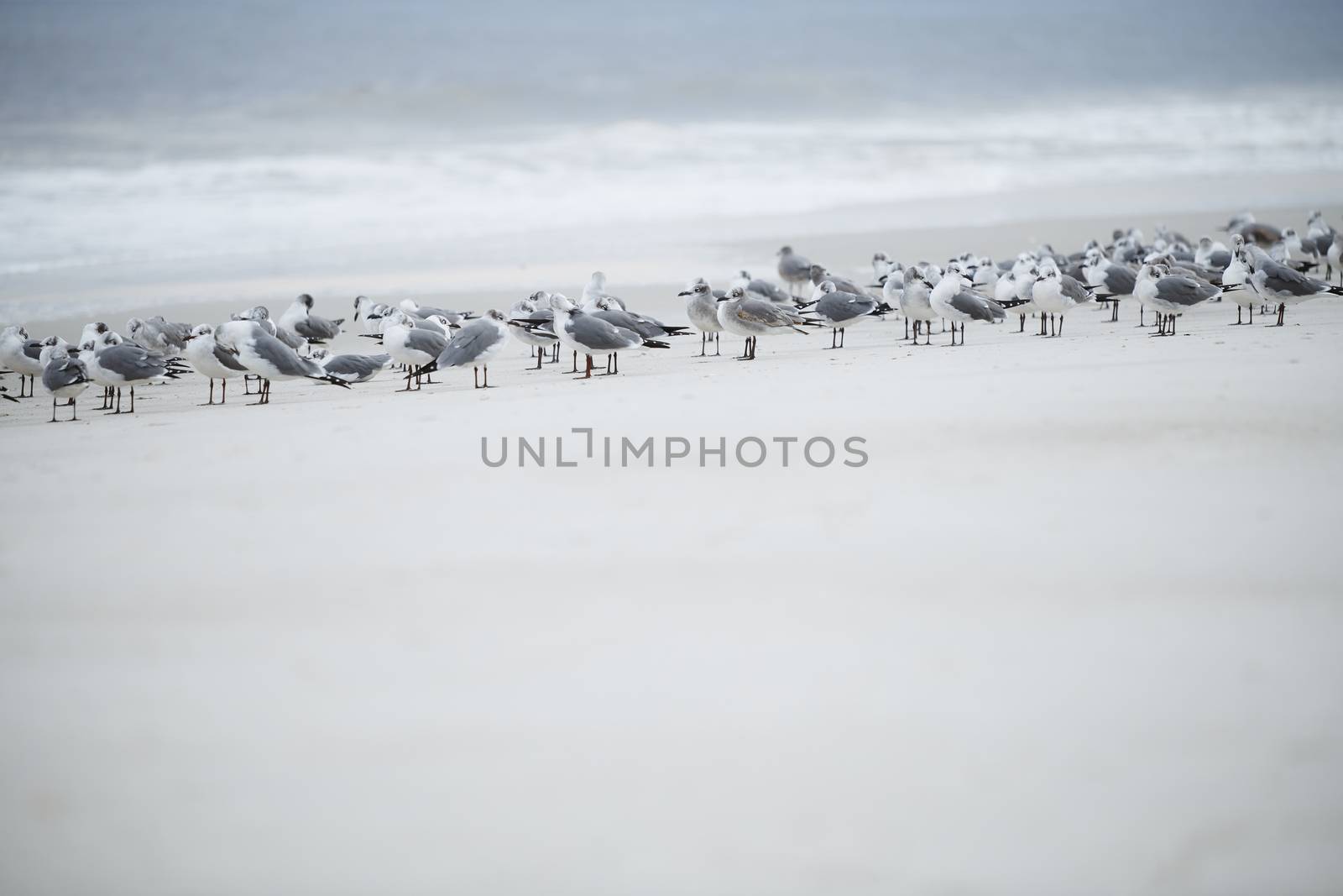 Flock of seagulls at the ocean beach