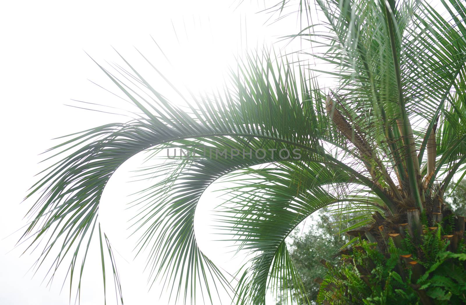 Palm trees against the sunny sky
